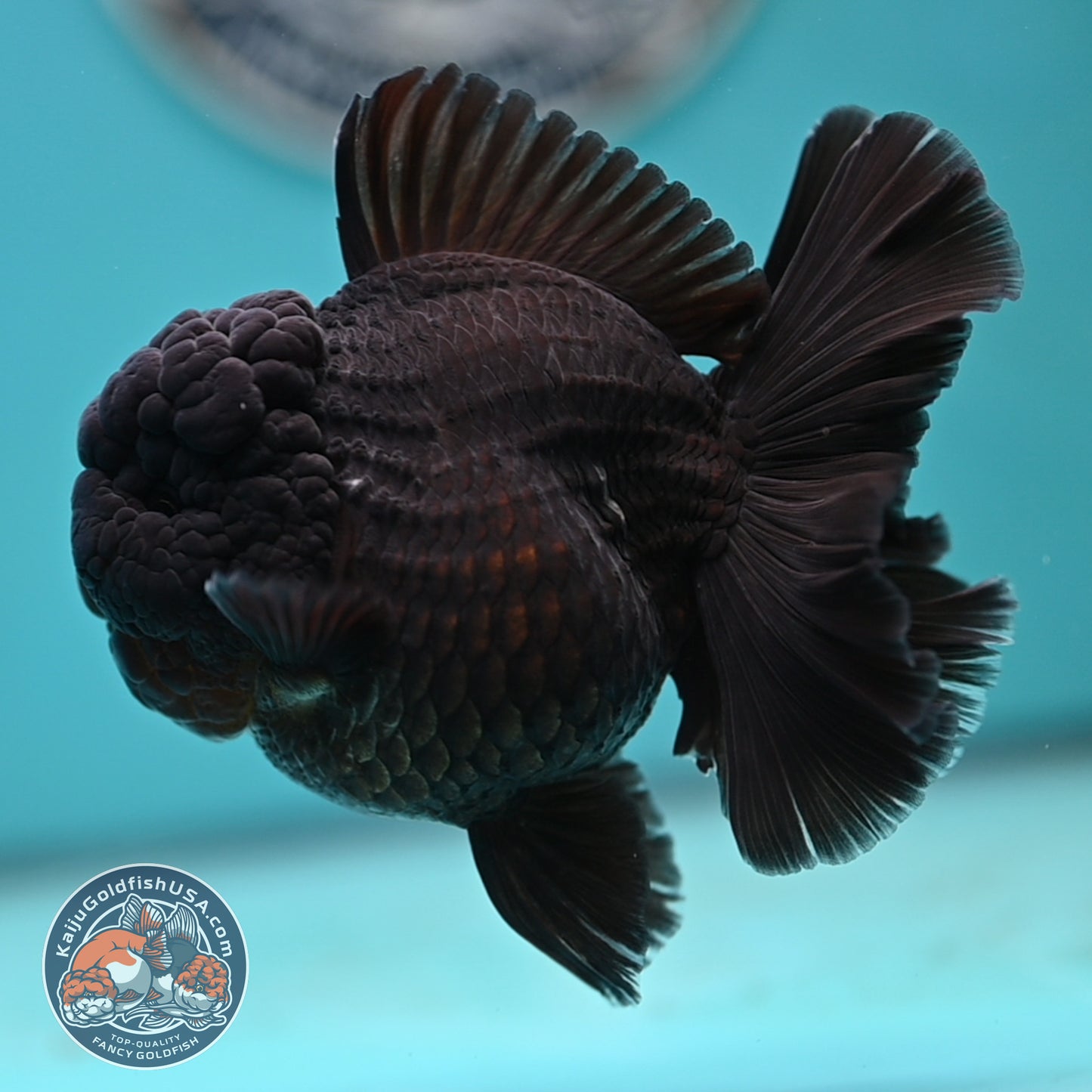 Jet Black Rose Tail Oranda 3.75 inches Body (250502_OR20)
