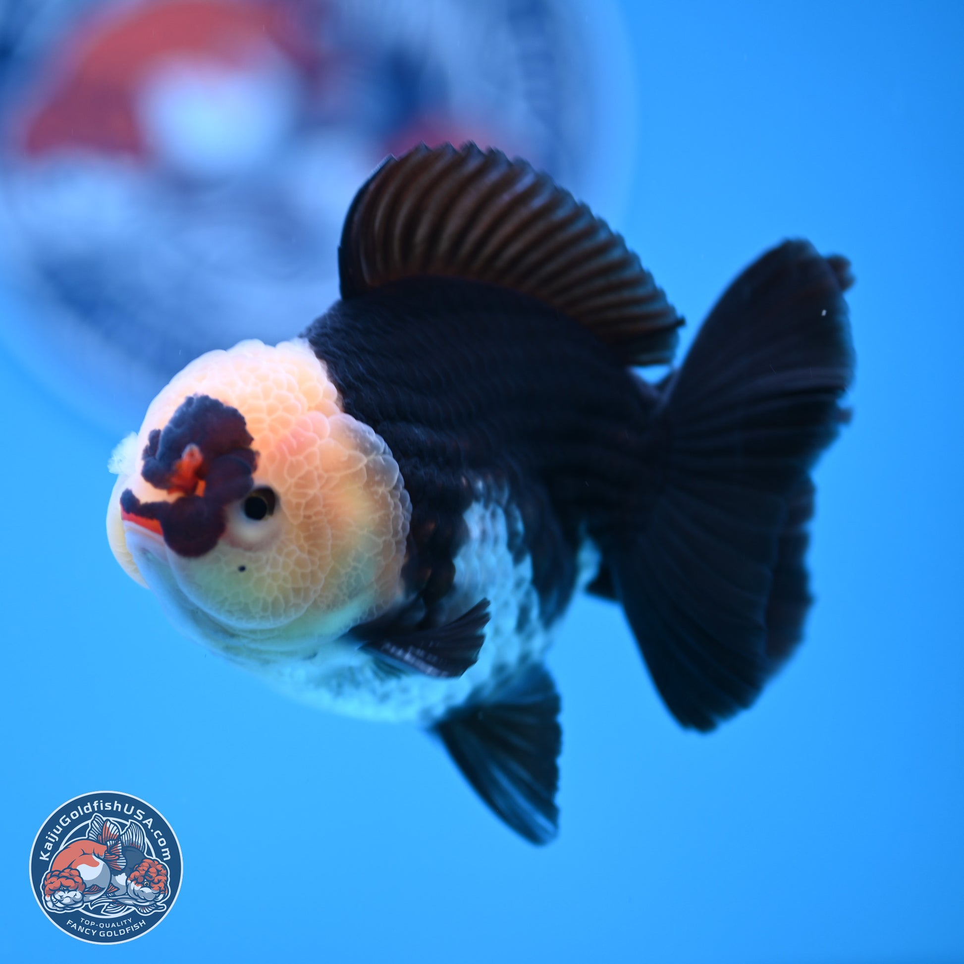 Tricolor YuanBao Oranda 3.5 inches Body - Male (241227_OR20) - Kaiju Goldfish USA