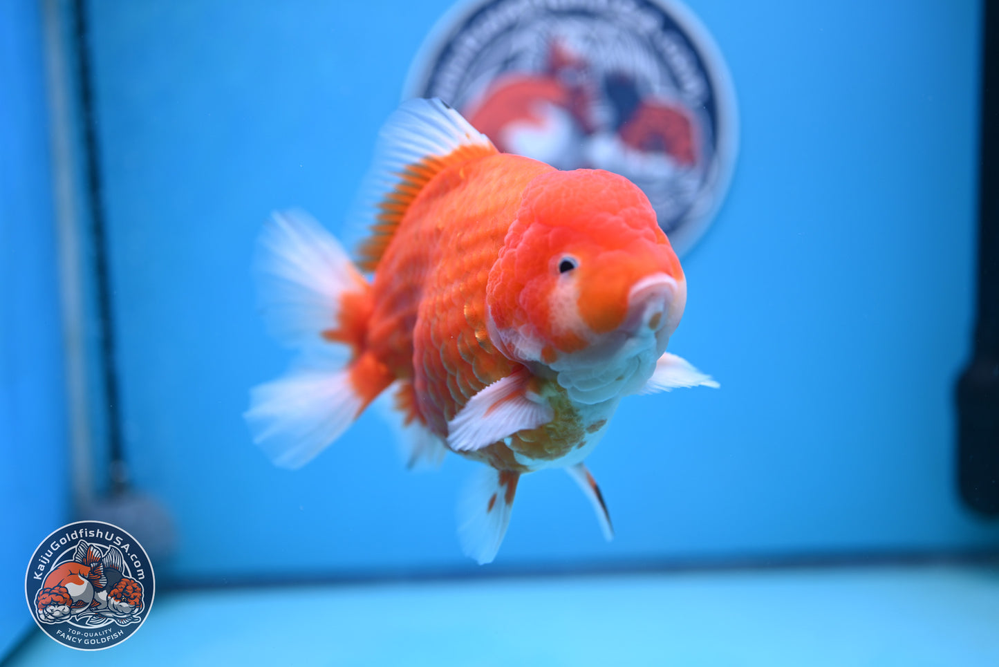 Jumbo Shogun Godzilla Sakura Oranda 6-7 inches (241004_OR20) - Kaiju Goldfish USA