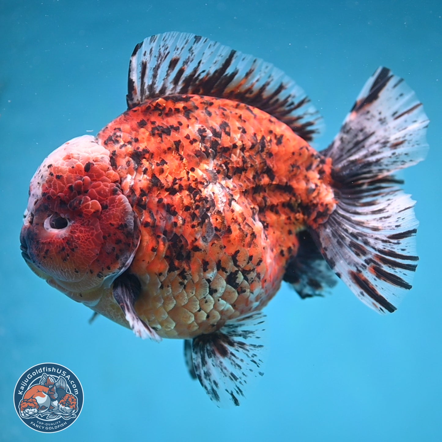 Super Jumbo Shogun Godzilla Oranda 7 inches - Male (241115_OR20) - Kaiju Goldfish USA