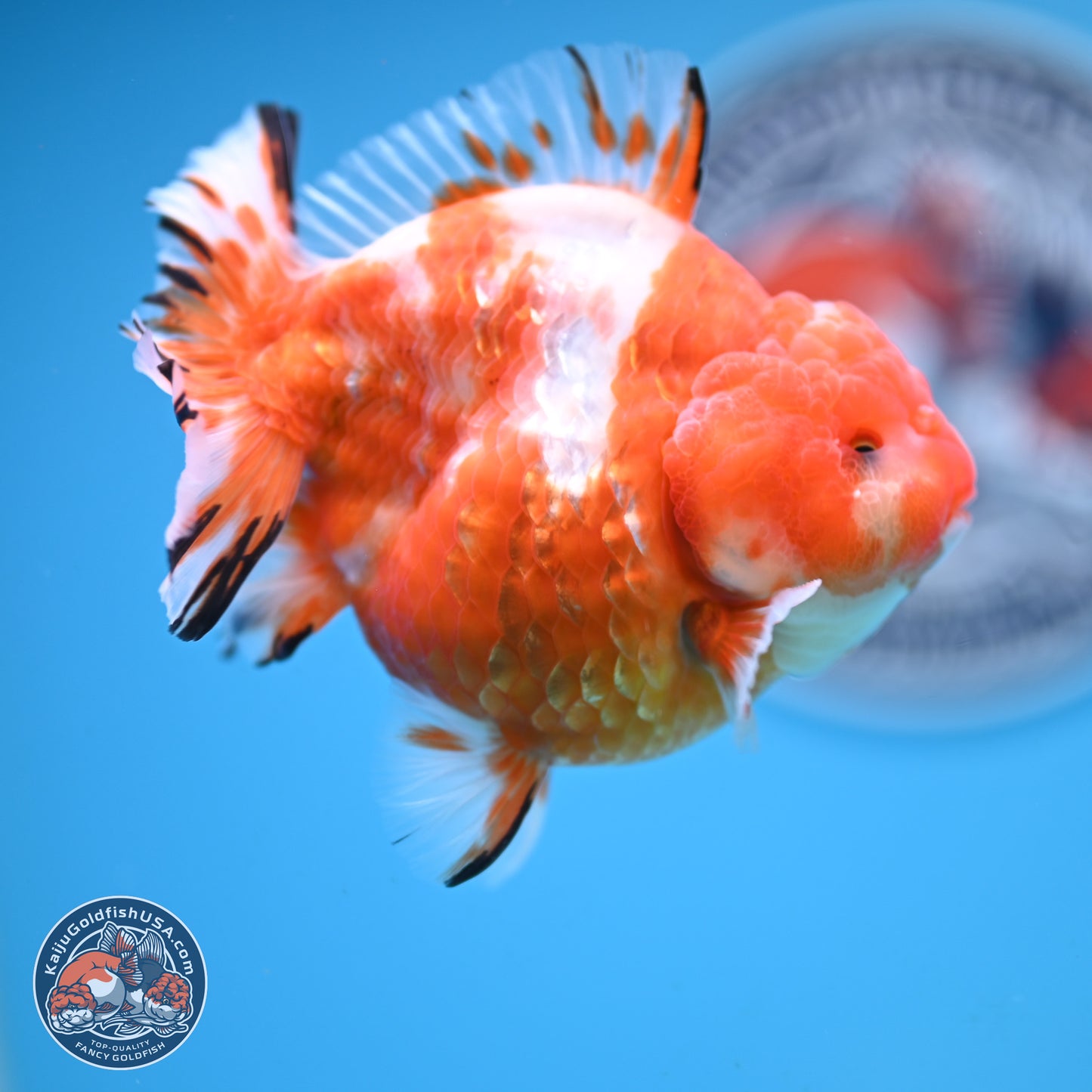 Shogun Sakura Oranda 4 inches Body - Male (250131_OR20)