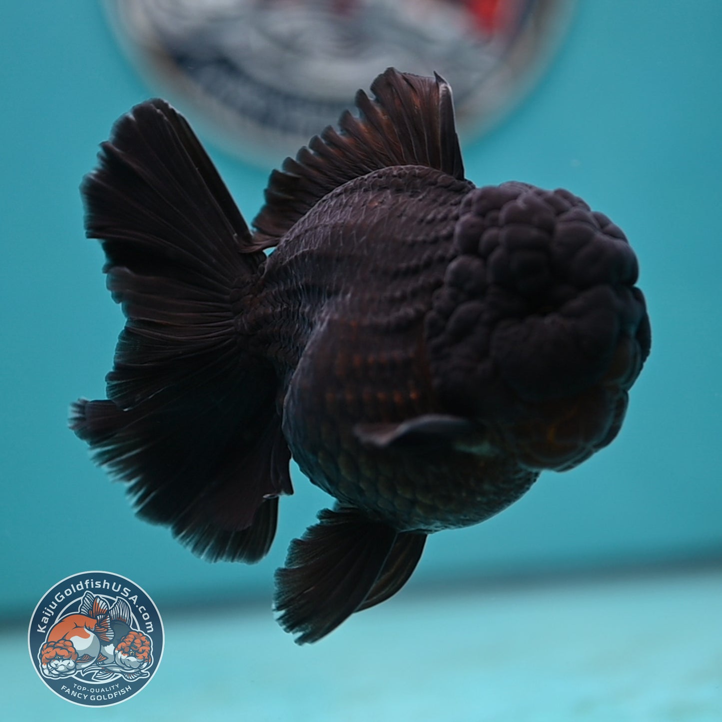 Jet Black Rose Tail Oranda 3.75 inches Body (250502_OR20)