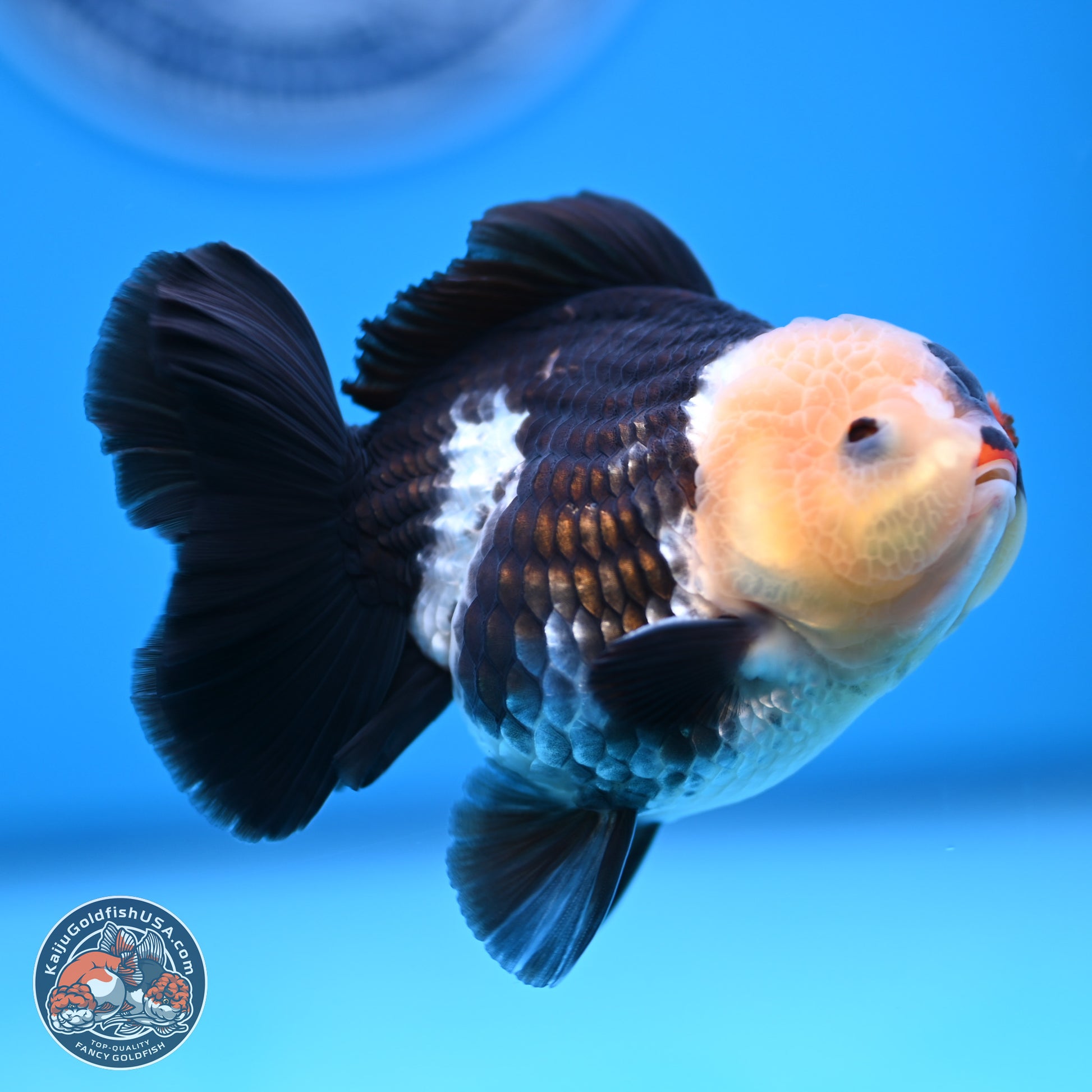 Tricolor YuanBao Oranda 3.5 inches Body - Male (241227_OR20) - Kaiju Goldfish USA