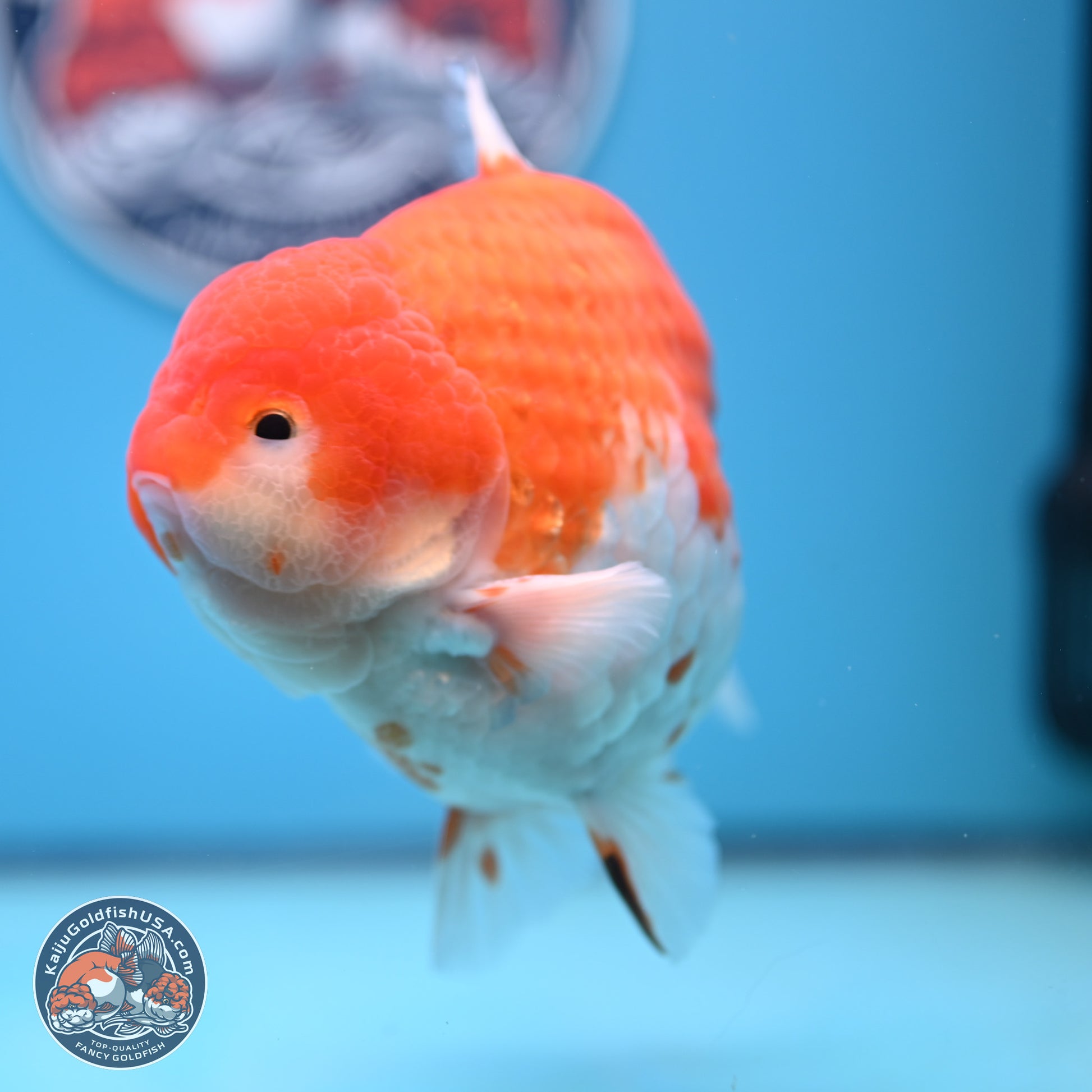 Jumbo Shogun Godzilla Sakura Oranda 6-7 inches (241004_OR20) - Kaiju Goldfish USA