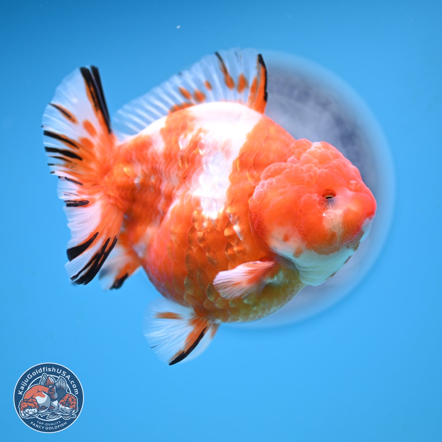 Shogun Sakura Oranda 4 inches Body - Male (250131_OR20)