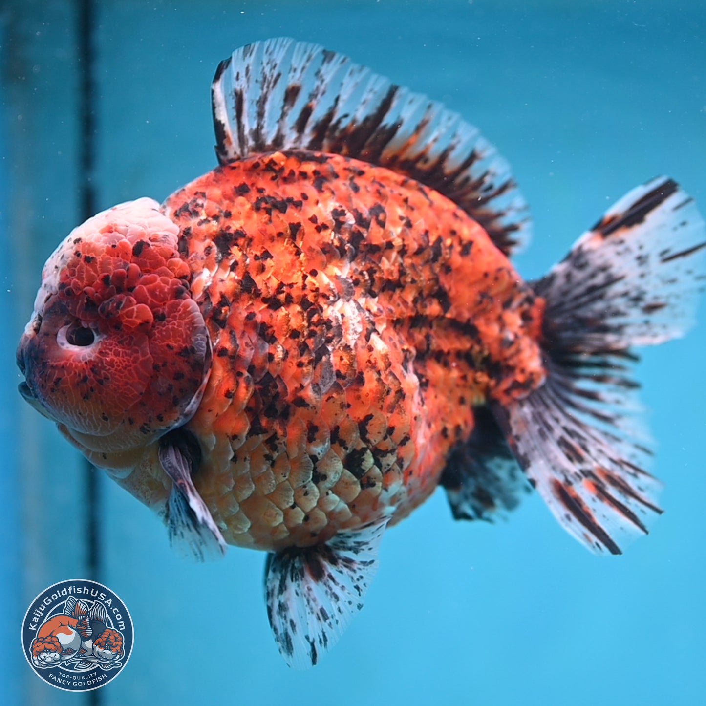 Super Jumbo Shogun Godzilla Oranda 7 inches - Male (241115_OR20) - Kaiju Goldfish USA