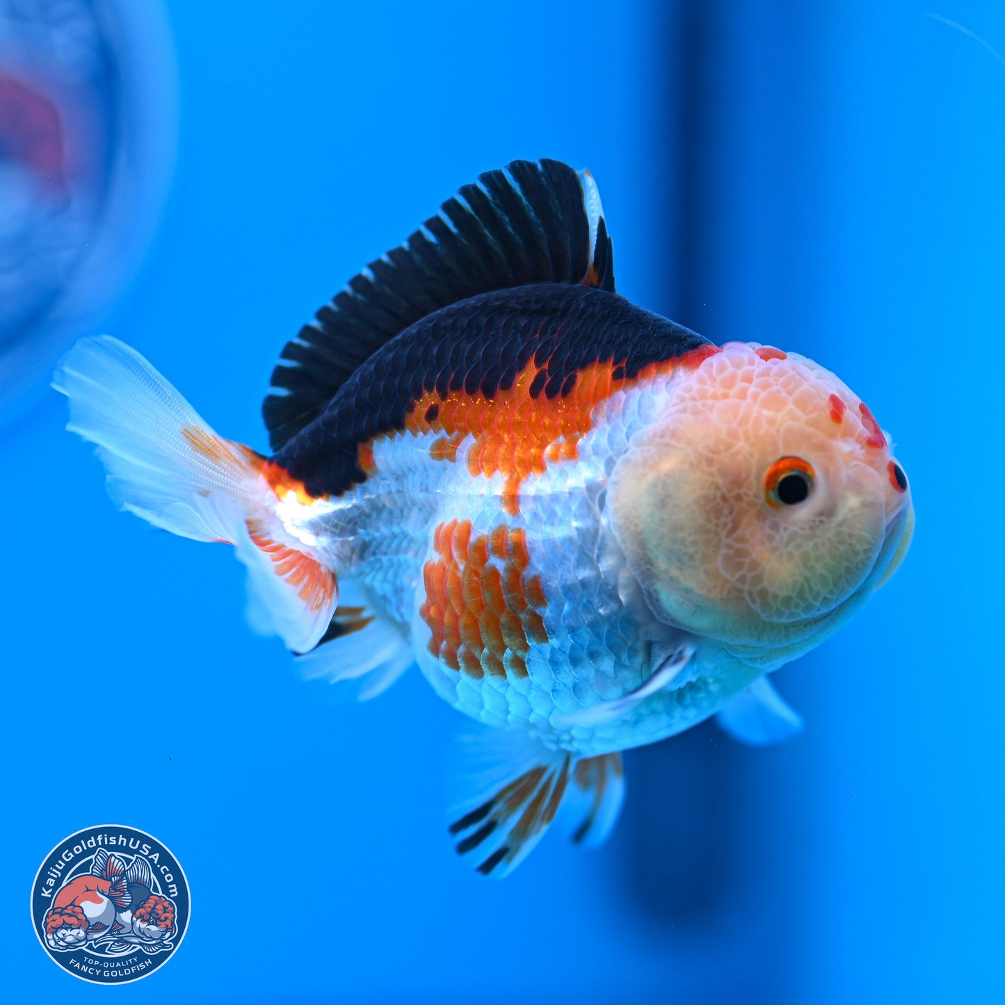 Tricolor Oranda 3.5-4.5 inches (240913_OR20) - Kaiju Goldfish USA