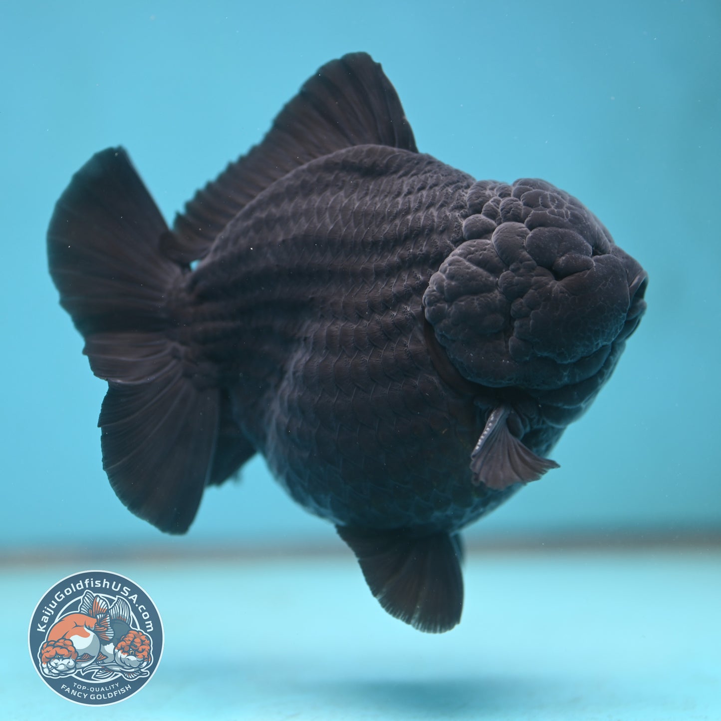 Show Grade Jumbo Shogun Godzilla Jet Black Oranda inch Body (250822_OR20)