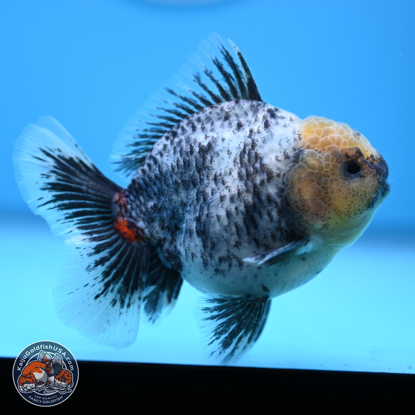 White Tiger Oranda 4 inches (241018_OR20)