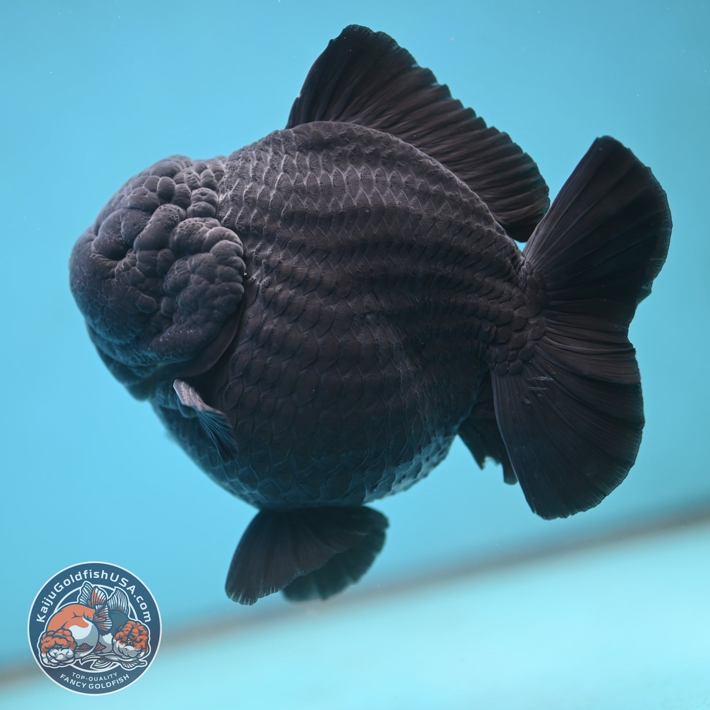Show Grade Jumbo Shogun Godzilla Jet Black Oranda inch Body (250822_OR20)