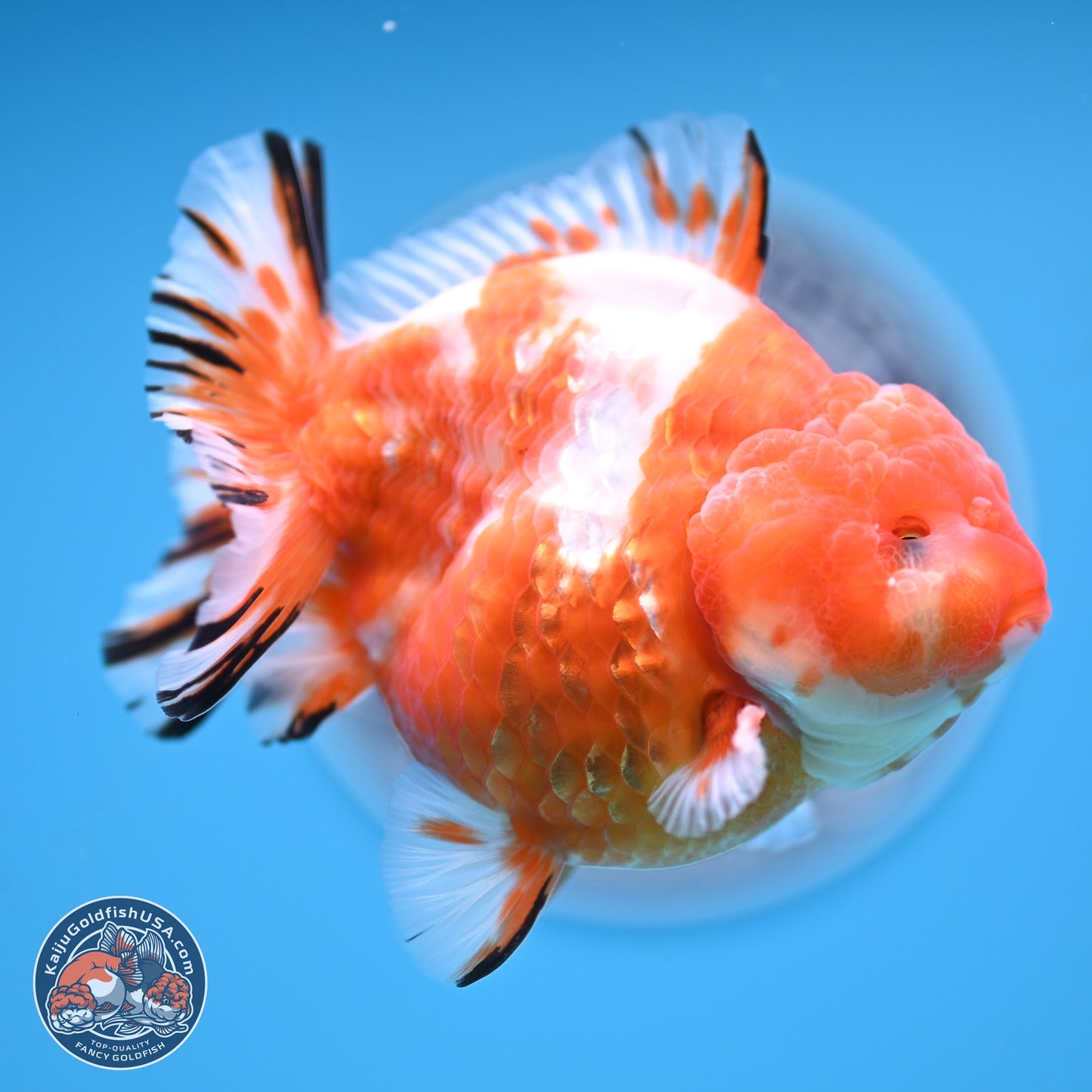 Shogun Sakura Oranda 4 inches Body - Male (250131_OR20)