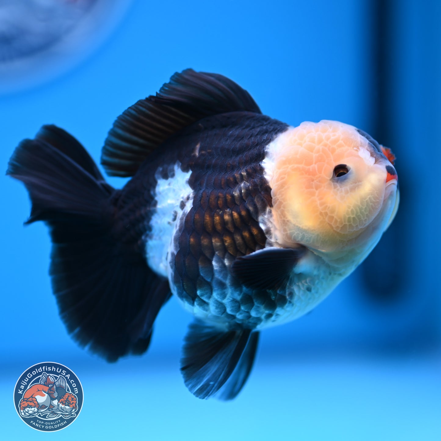 Tricolor YuanBao Oranda 3.5 inches Body - Male (241227_OR20) - Kaiju Goldfish USA