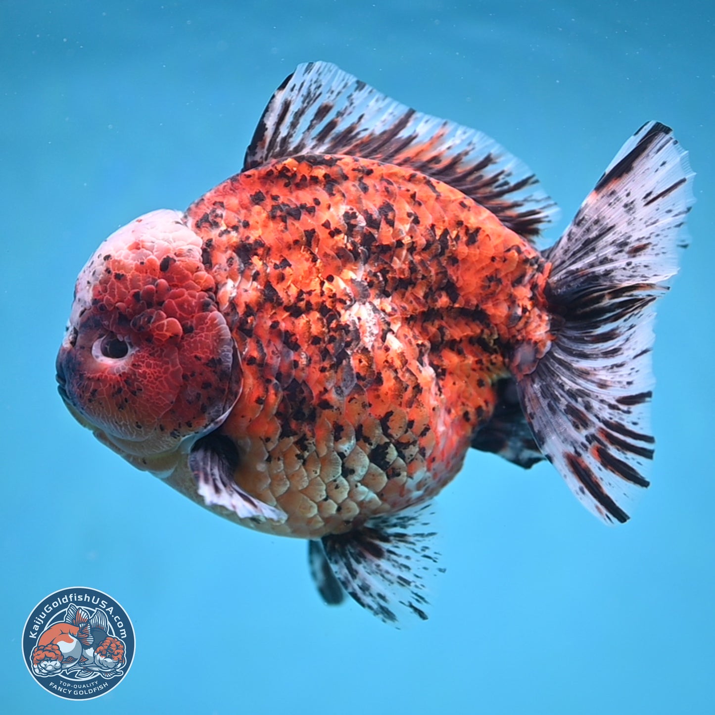 Super Jumbo Shogun Godzilla Oranda 7 inches - Male (241115_OR20) - Kaiju Goldfish USA