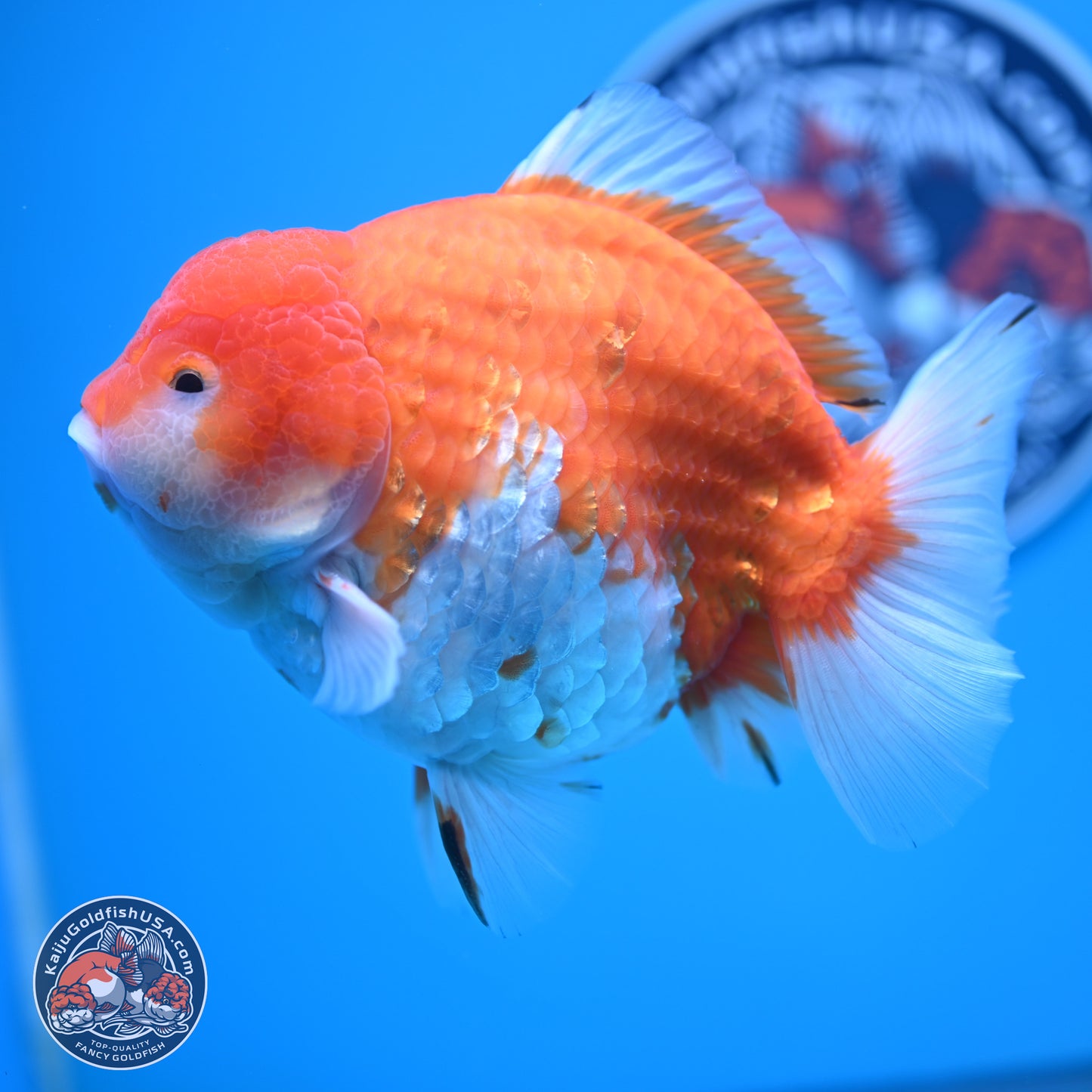 Jumbo Shogun Godzilla Sakura Oranda 6-7 inches (241004_OR20) - Kaiju Goldfish USA