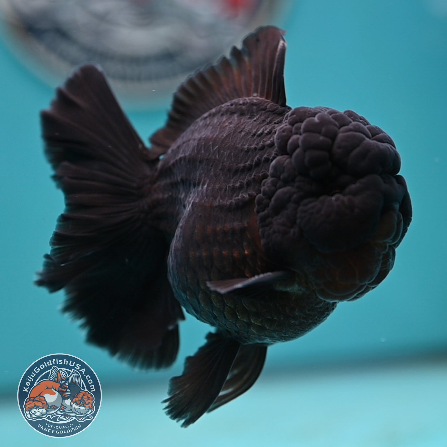 Jet Black Rose Tail Oranda 3.75 inches Body (250502_OR20)