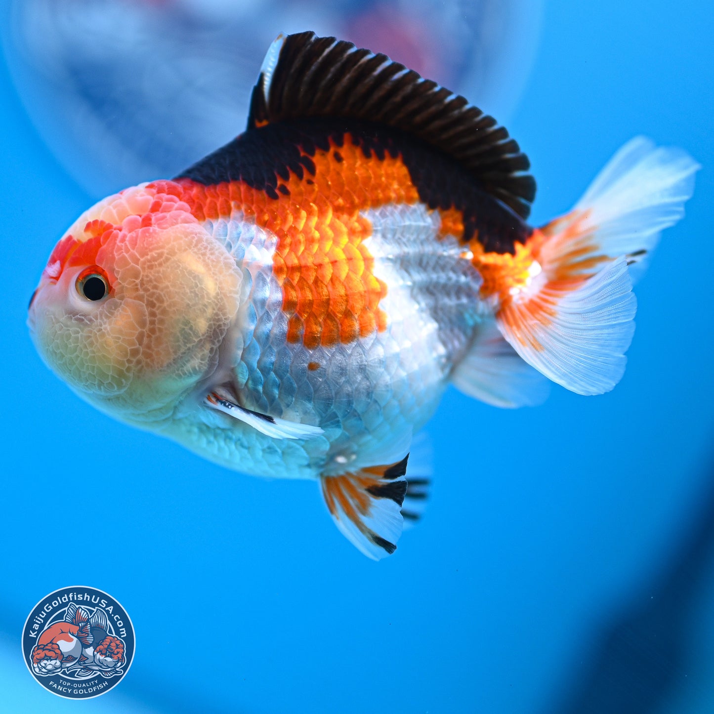 Tricolor Oranda 3.5-4.5 inches (240913_OR20) - Kaiju Goldfish USA