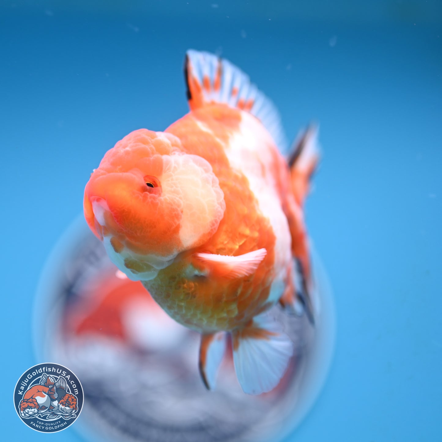 Shogun Sakura Oranda 4 inches Body - Male (250131_OR20)