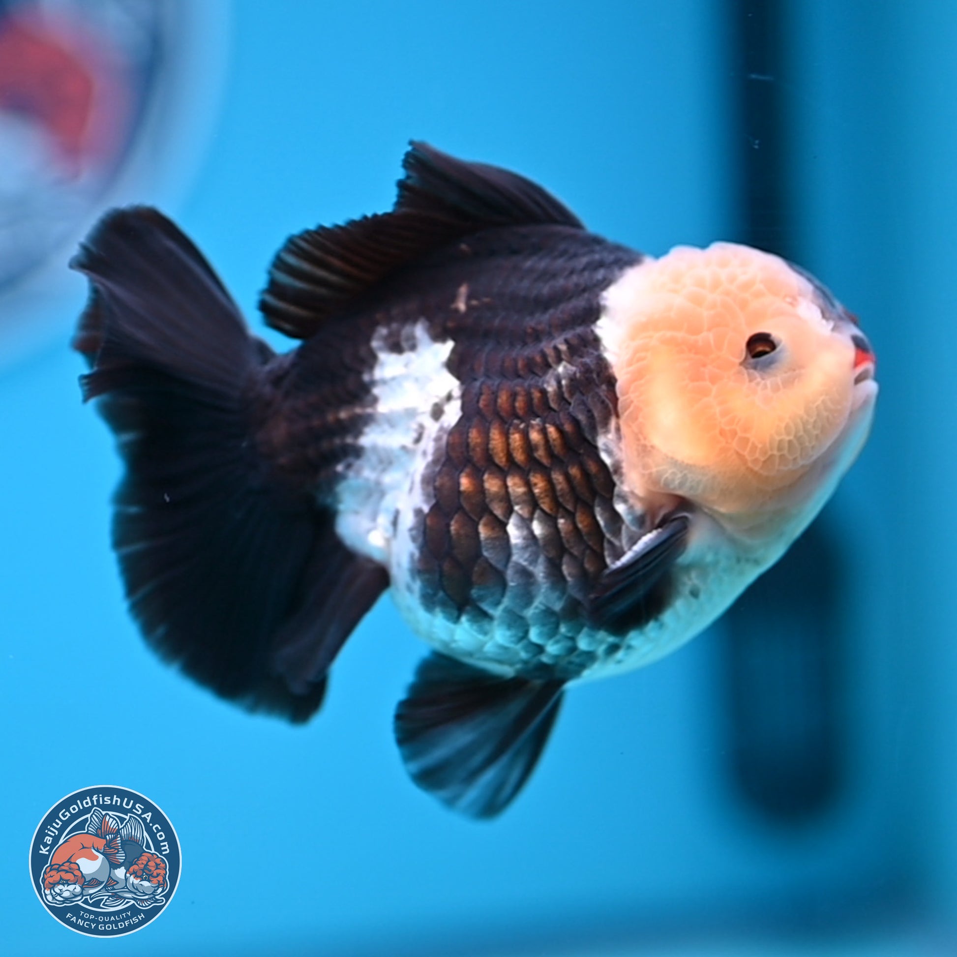 Tricolor YuanBao Oranda 3.5 inches Body - Male (241227_OR20) - Kaiju Goldfish USA