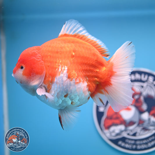 Jumbo Shogun Godzilla Sakura Oranda 6-7 inches (241004_OR20) - Kaiju Goldfish USA