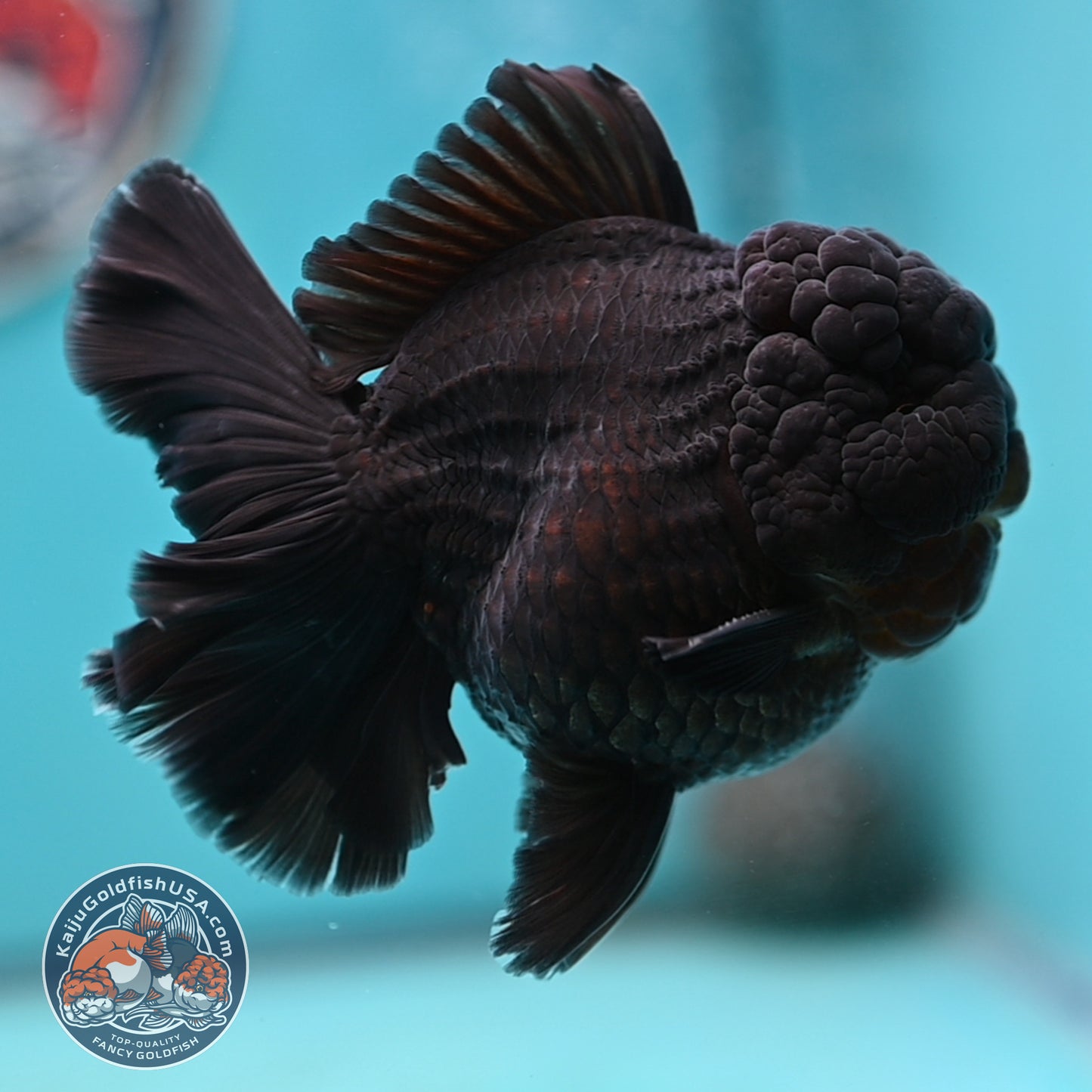 Jet Black Rose Tail Oranda 3.75 inches Body (250502_OR20)