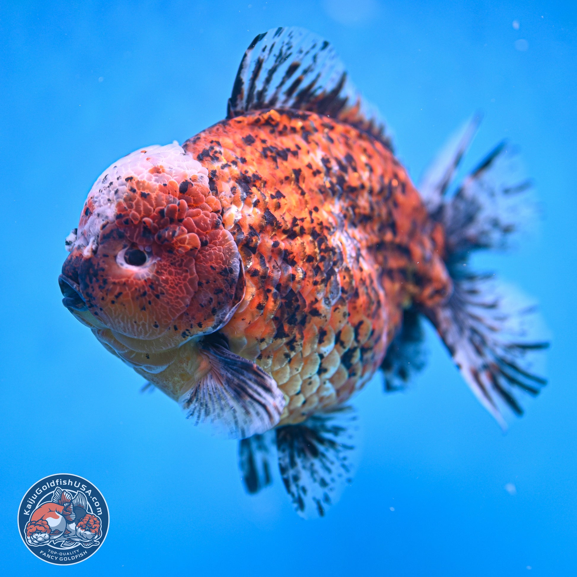 Super Jumbo Shogun Godzilla Oranda 7 inches - Male (241115_OR20) - Kaiju Goldfish USA