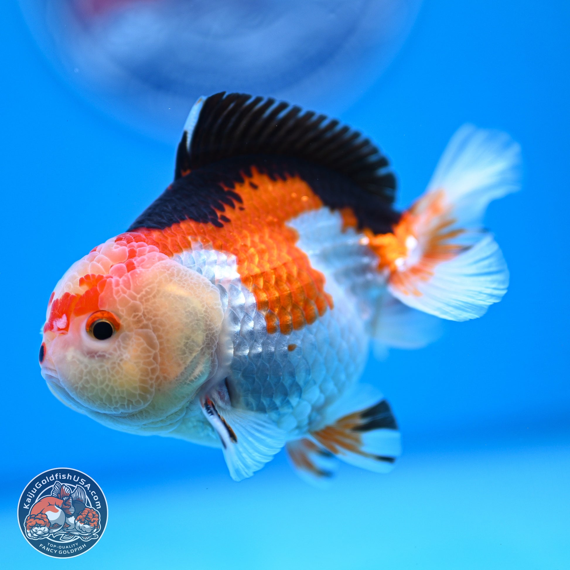 Tricolor Oranda 3.5-4.5 inches (240913_OR20) - Kaiju Goldfish USA