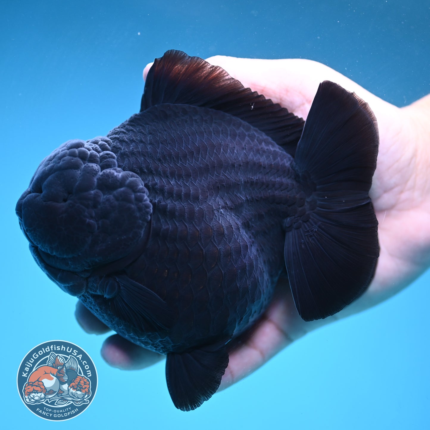 Show Grade Jumbo Shogun Godzilla Jet Black Oranda inch Body (250822_OR20)