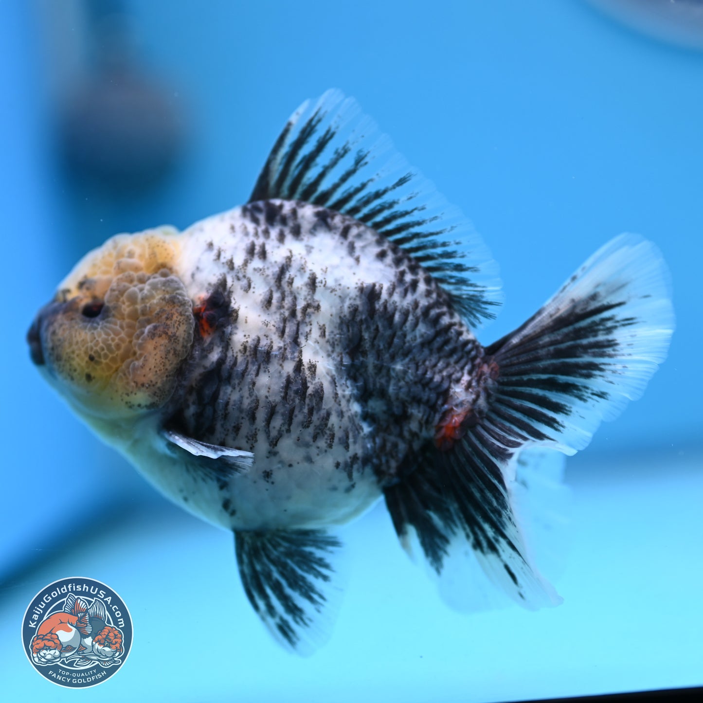 White Tiger Oranda 4 inches (241018_OR20)