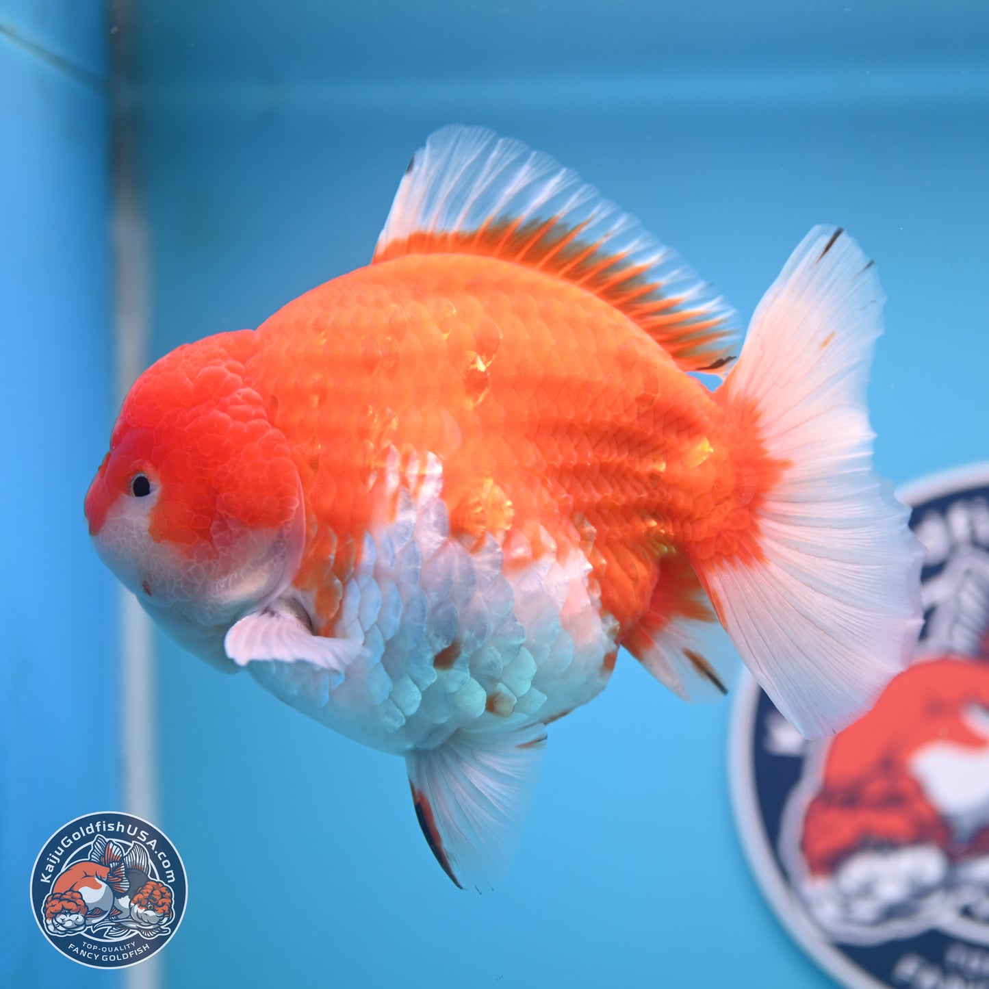 Jumbo Shogun Godzilla Sakura Oranda 6-7 inches (241004_OR20) - Kaiju Goldfish USA