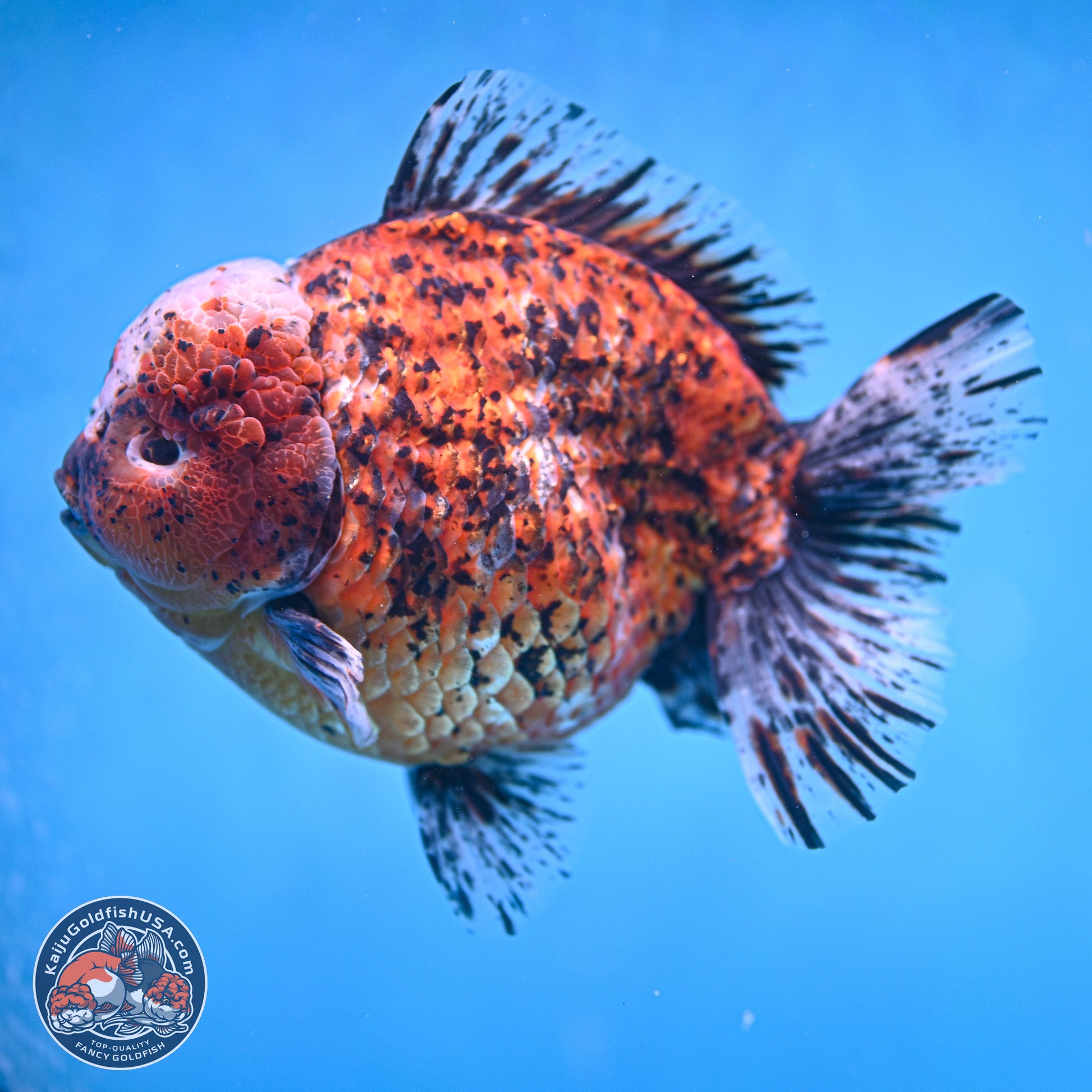 Super Jumbo Shogun Godzilla Oranda 7 inches - Male (241115_OR20) - Kaiju Goldfish USA