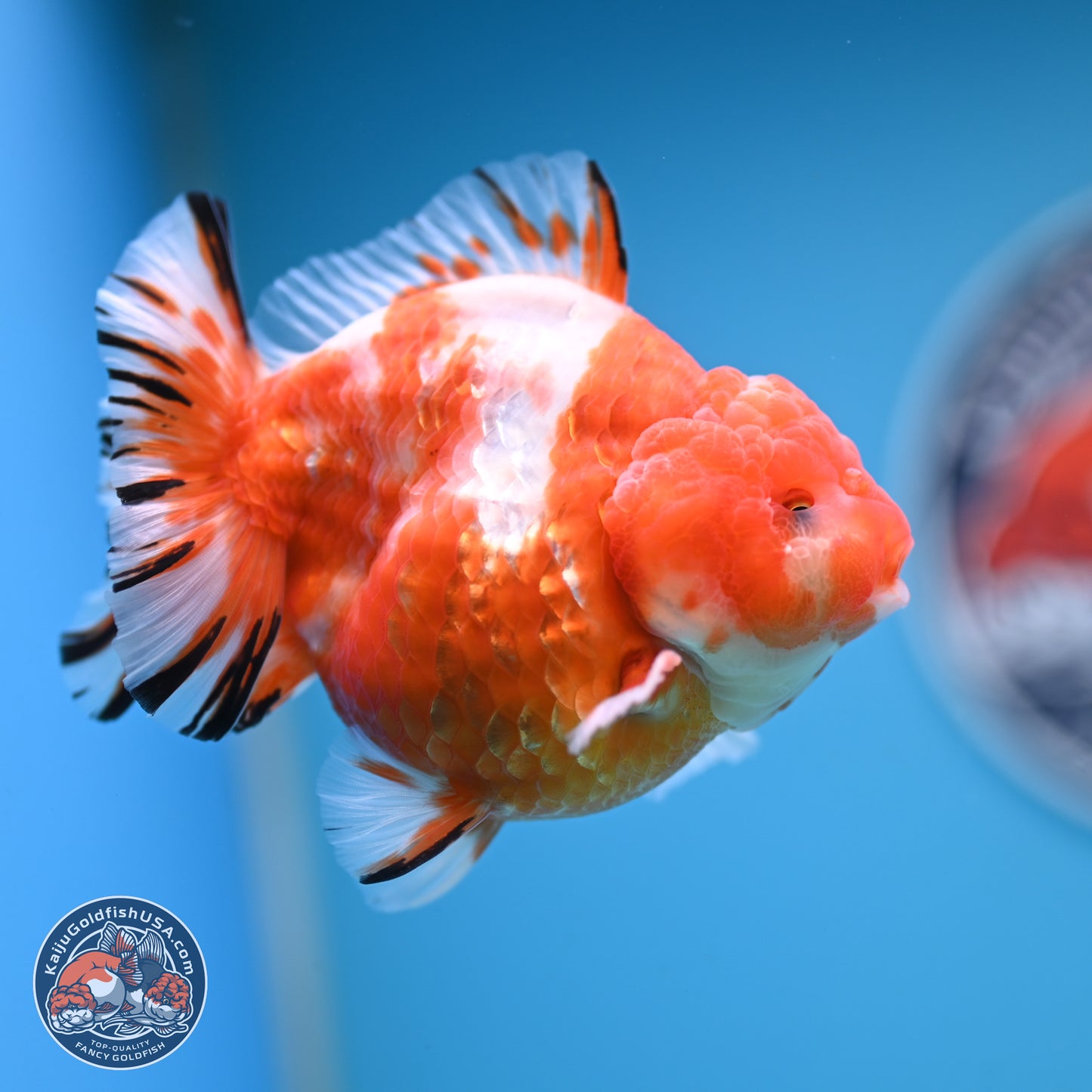 Shogun Sakura Oranda 4 inches Body - Male (250131_OR20)