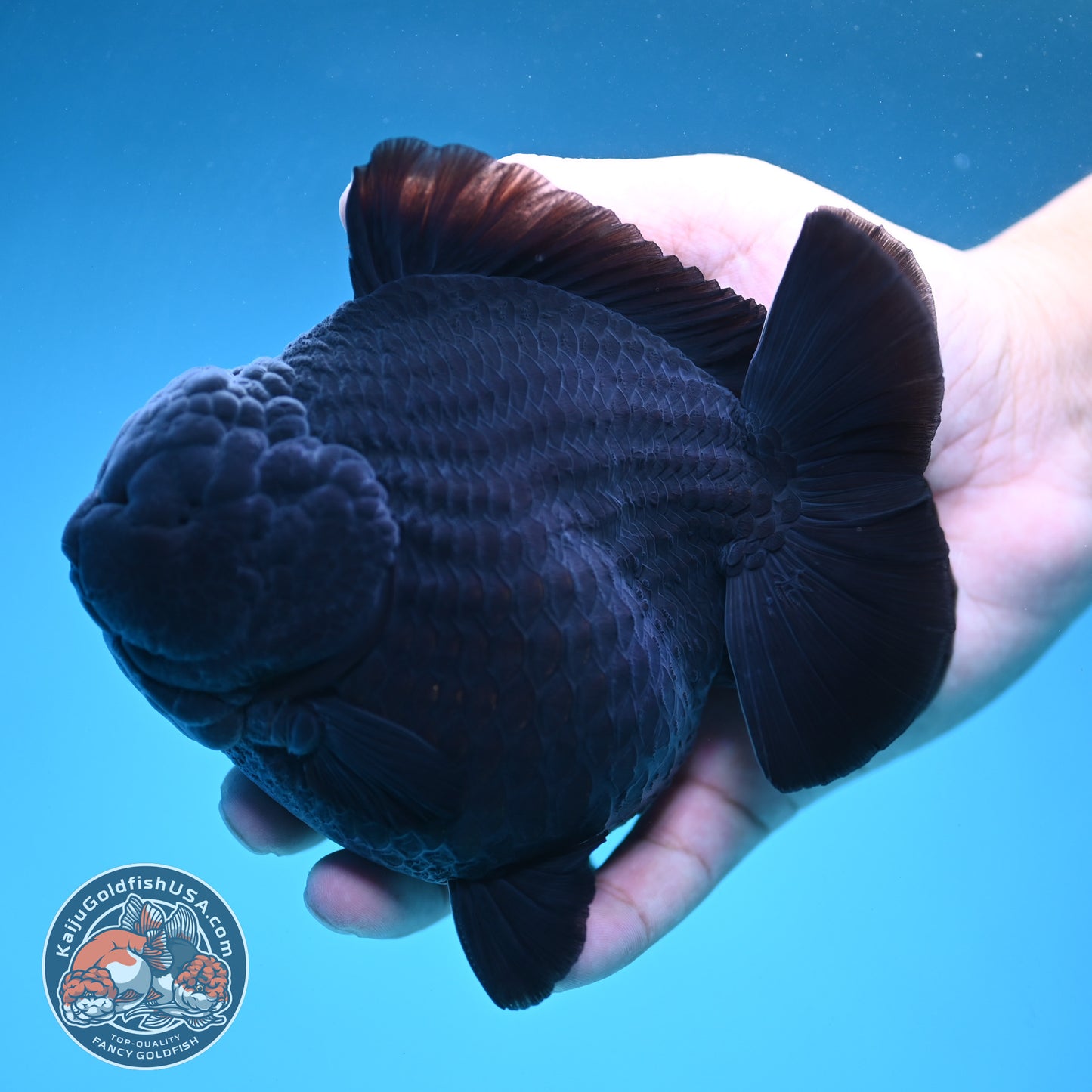 Show Grade Jumbo Shogun Godzilla Jet Black Oranda inch Body (250822_OR20)
