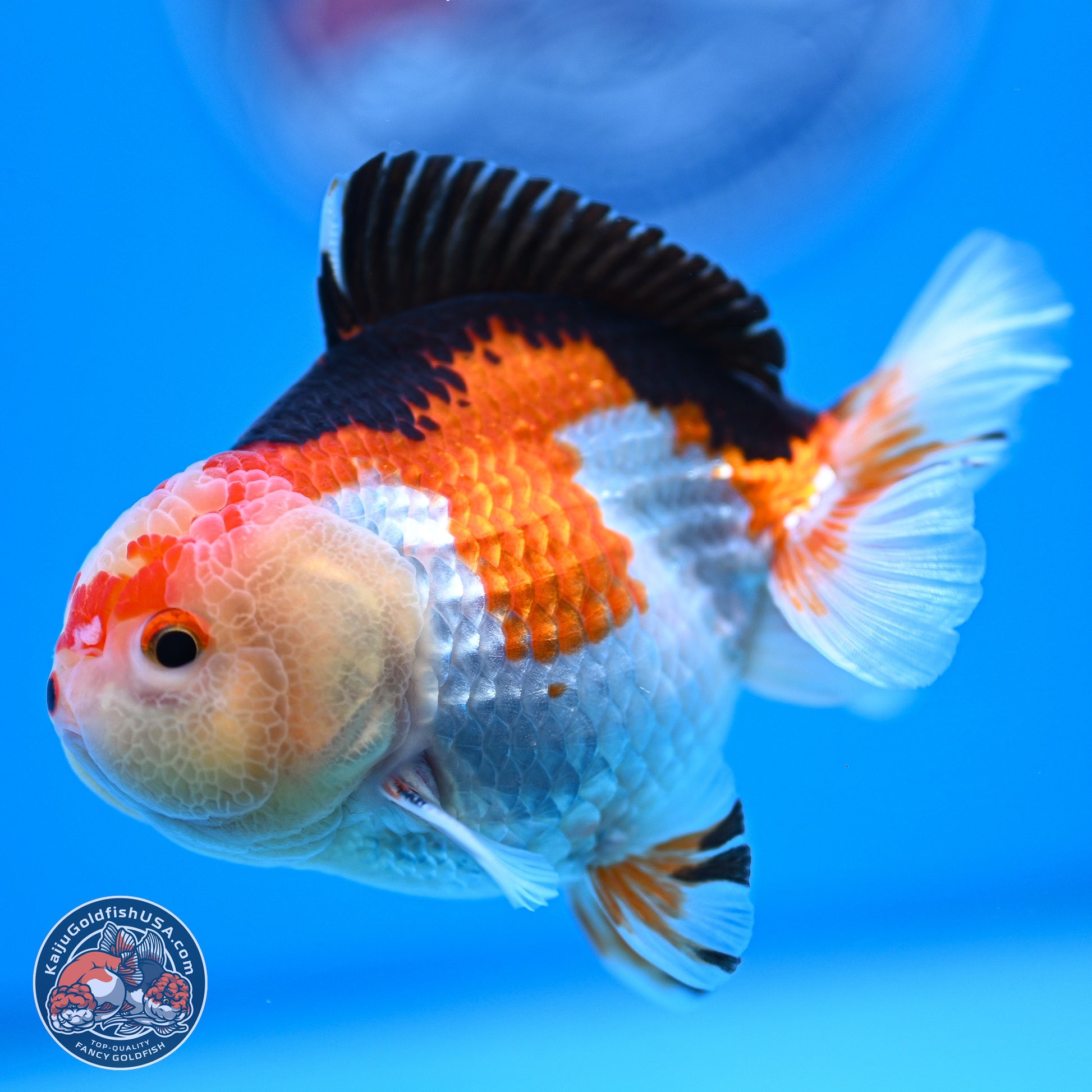 Tricolor Oranda 3.5-4.5 inches (240913_OR20) - Kaiju Goldfish USA