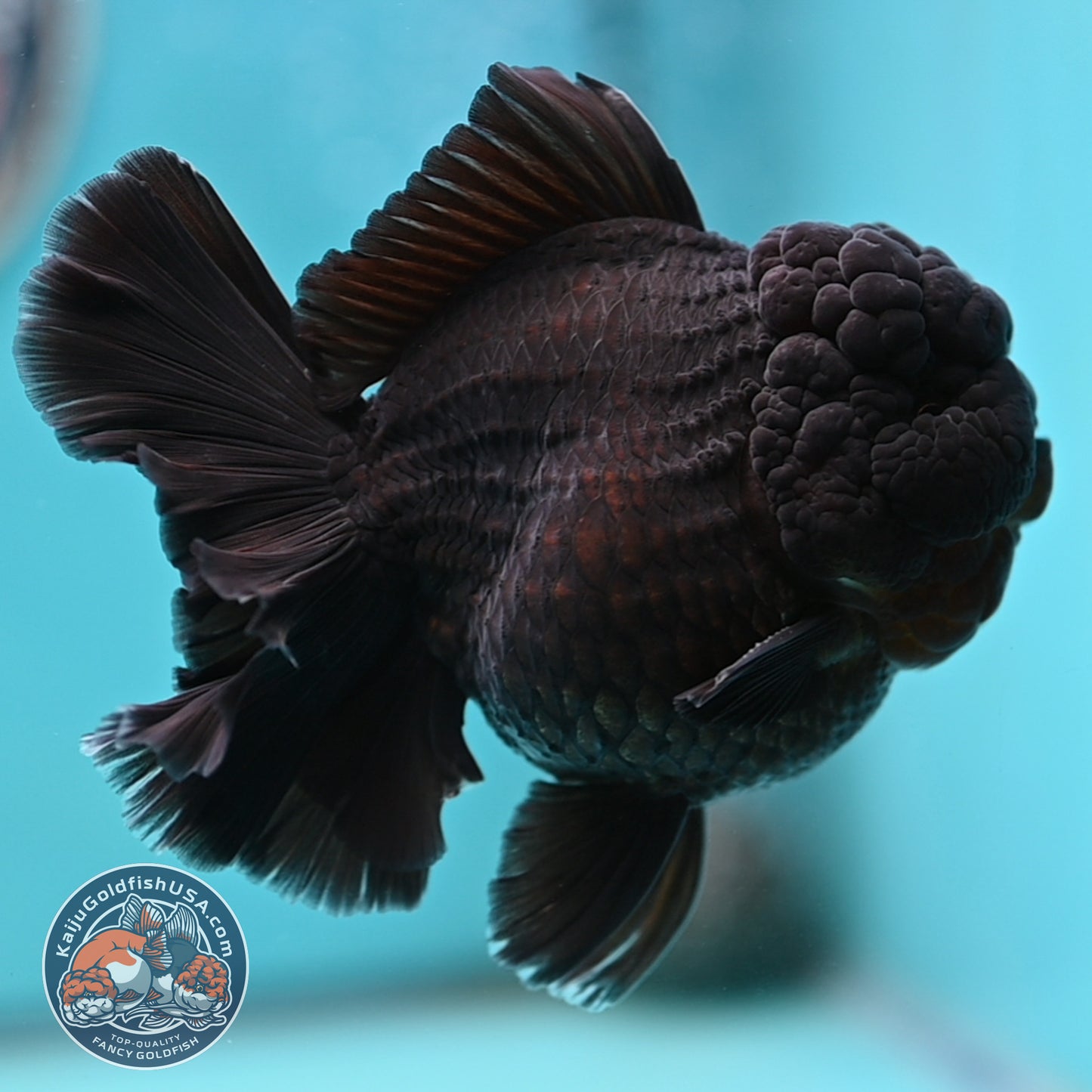 Jet Black Rose Tail Oranda 3.75 inches Body (250502_OR20)