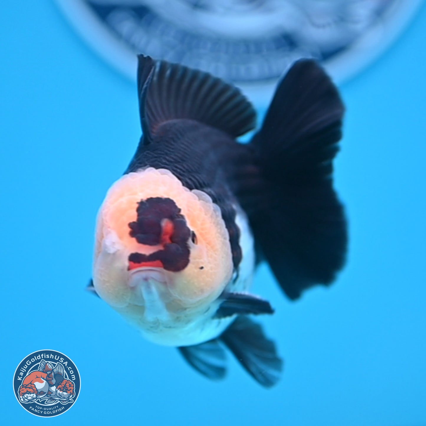 Tricolor YuanBao Oranda 3.5 inches Body - Male (241227_OR20) - Kaiju Goldfish USA