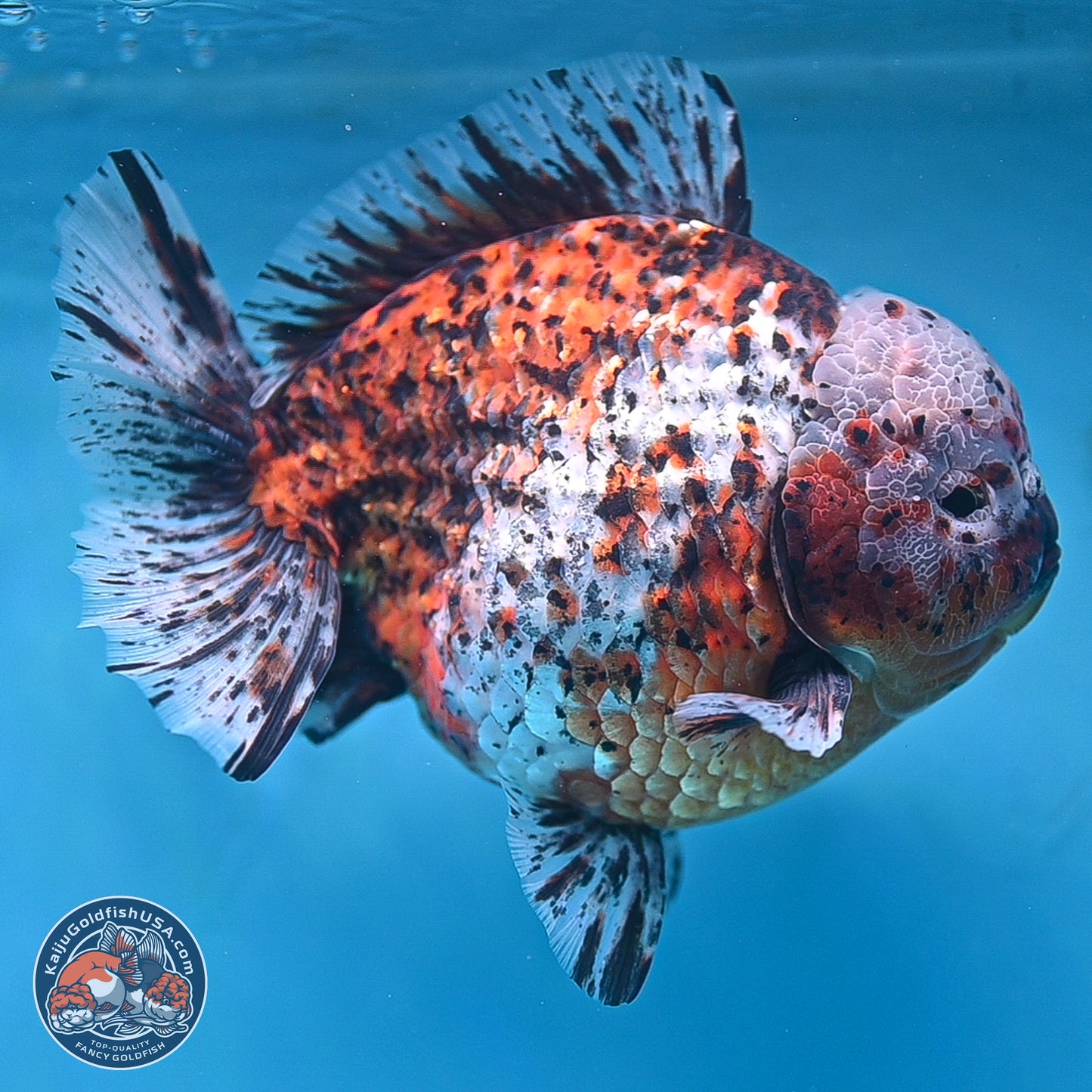 Super Jumbo Shogun Godzilla Oranda 7 inches - Male (241115_OR20) - Kaiju Goldfish USA