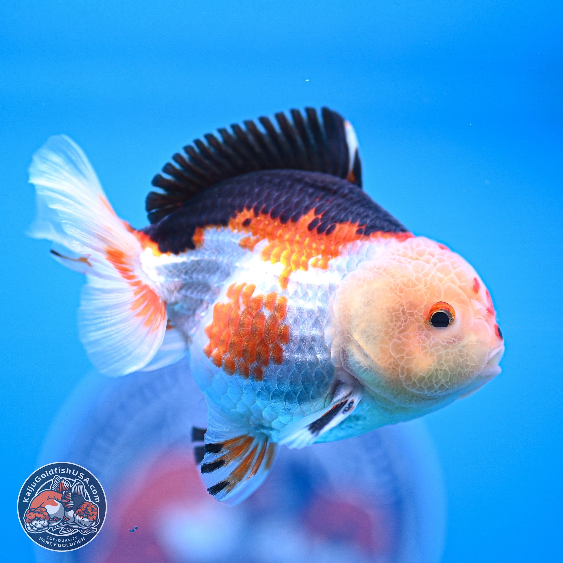 Tricolor Oranda 3.5-4.5 inches (240913_OR20) - Kaiju Goldfish USA