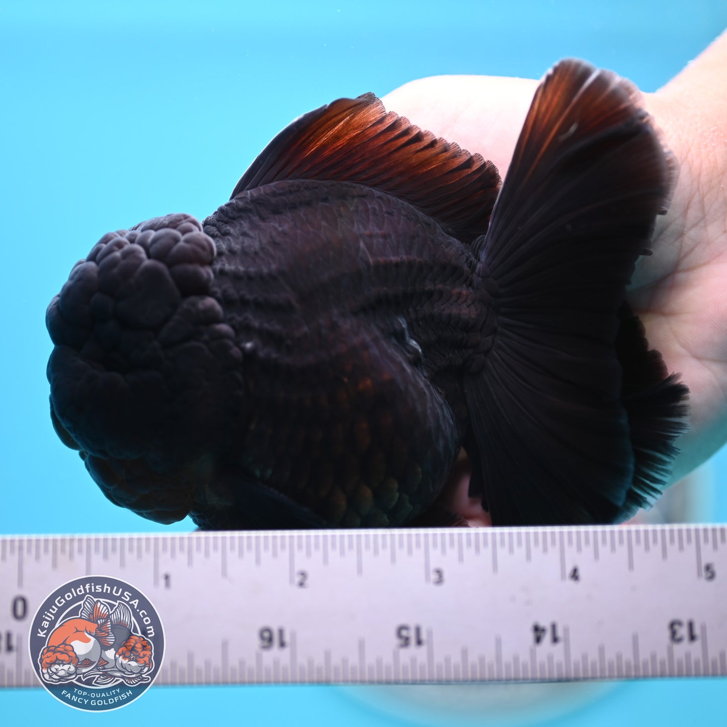 Jet Black Rose Tail Oranda 3.75 inches Body (250502_OR20)