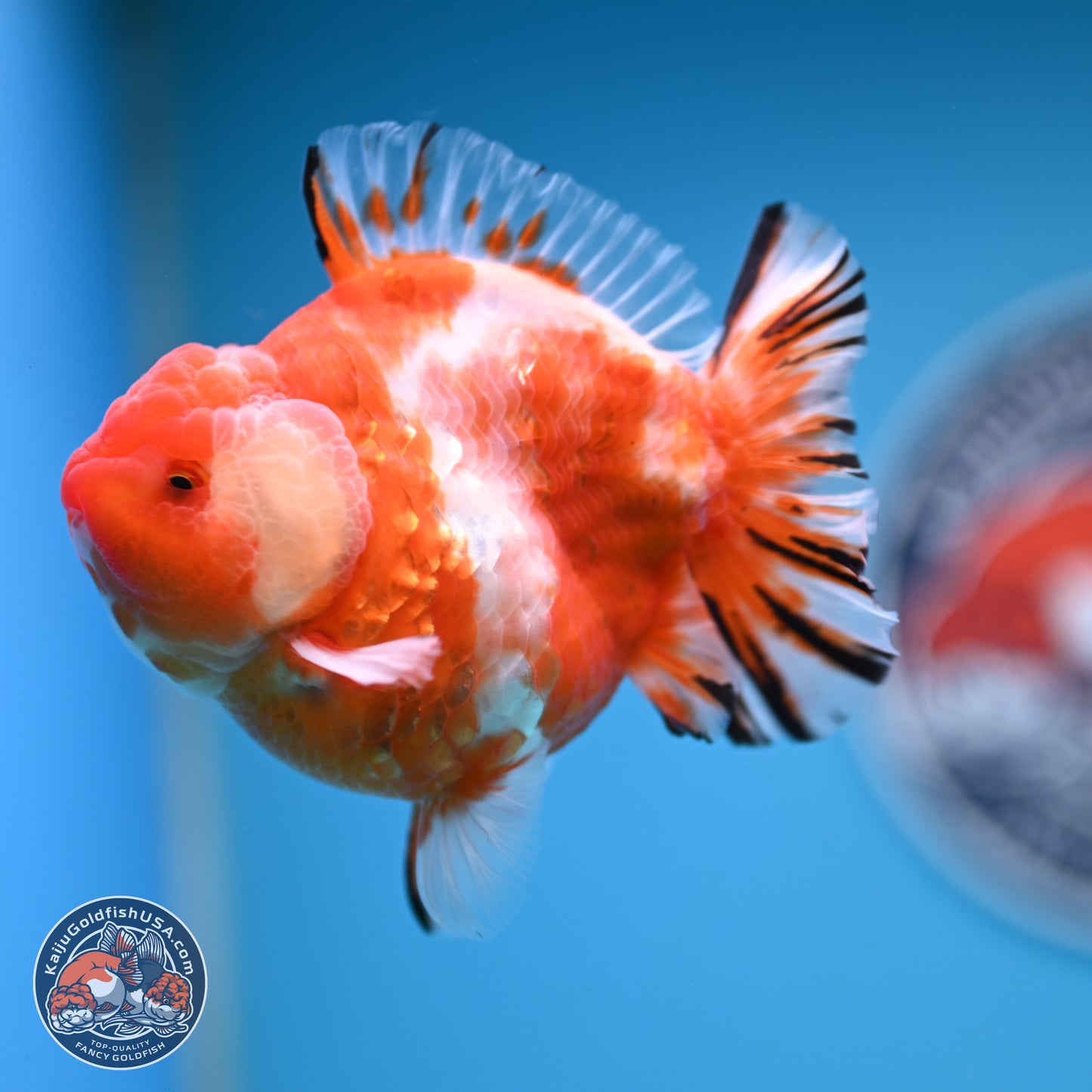 Shogun Sakura Oranda 4 inches Body - Male (250131_OR20)