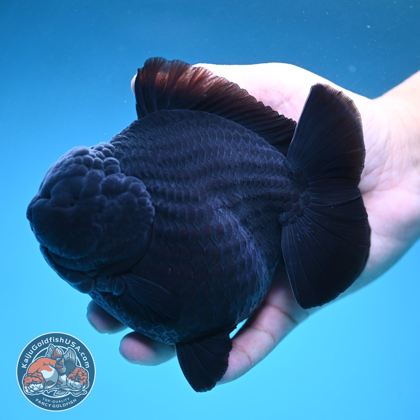 Show Grade Jumbo Shogun Godzilla Jet Black Oranda inch Body (250822_OR20)