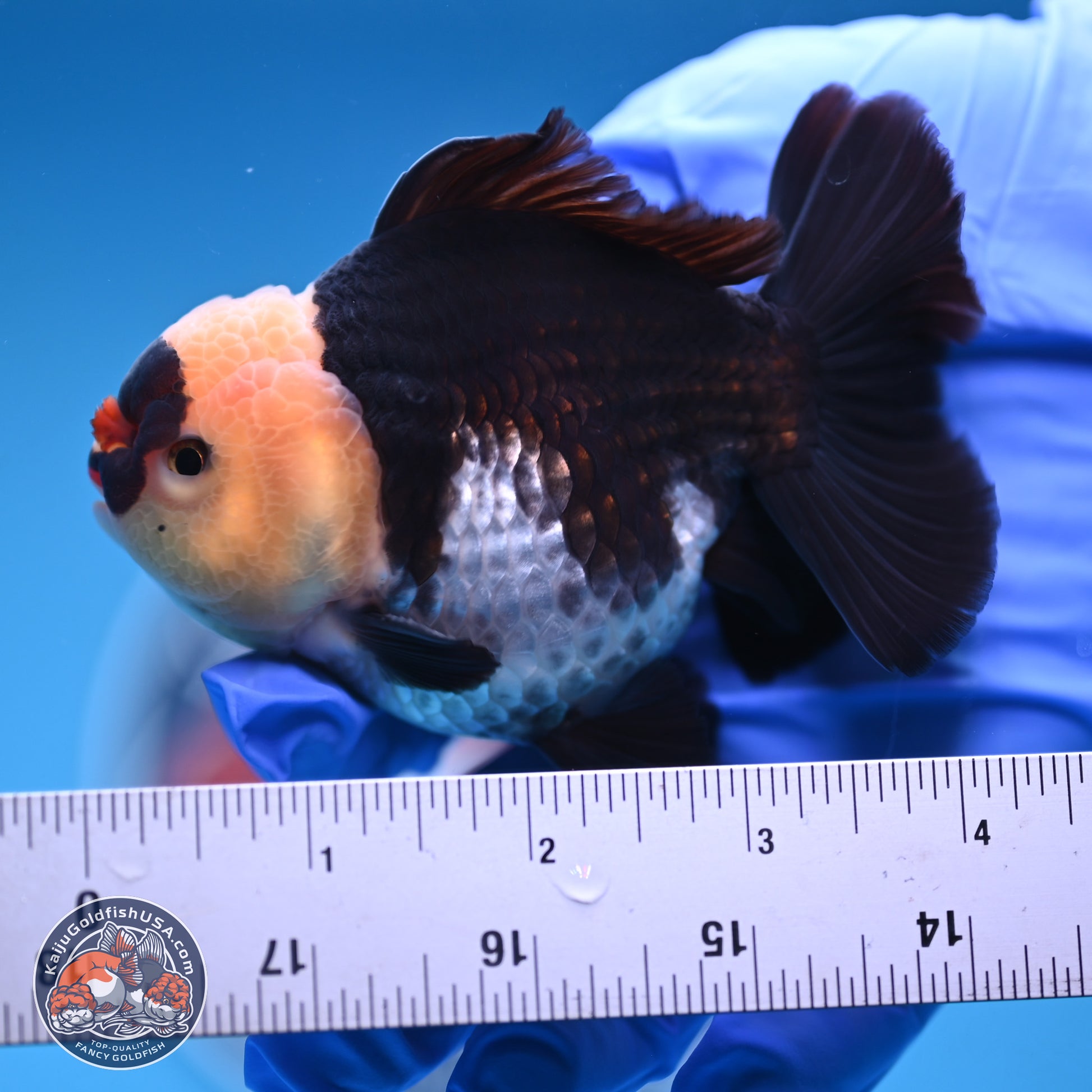 Tricolor YuanBao Oranda 3.5 inches Body - Male (241227_OR20) - Kaiju Goldfish USA