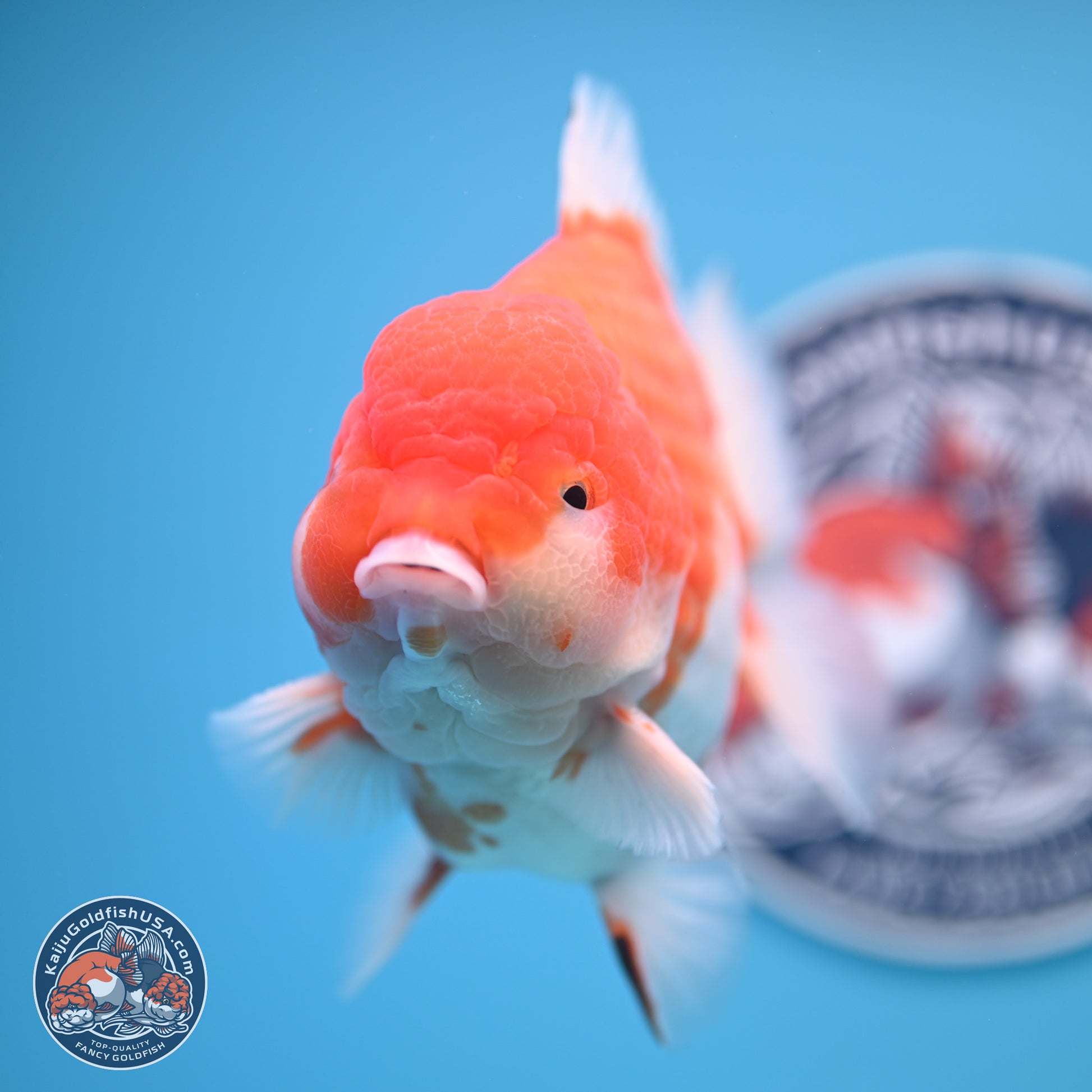 Jumbo Shogun Godzilla Sakura Oranda 6-7 inches (241004_OR20) - Kaiju Goldfish USA