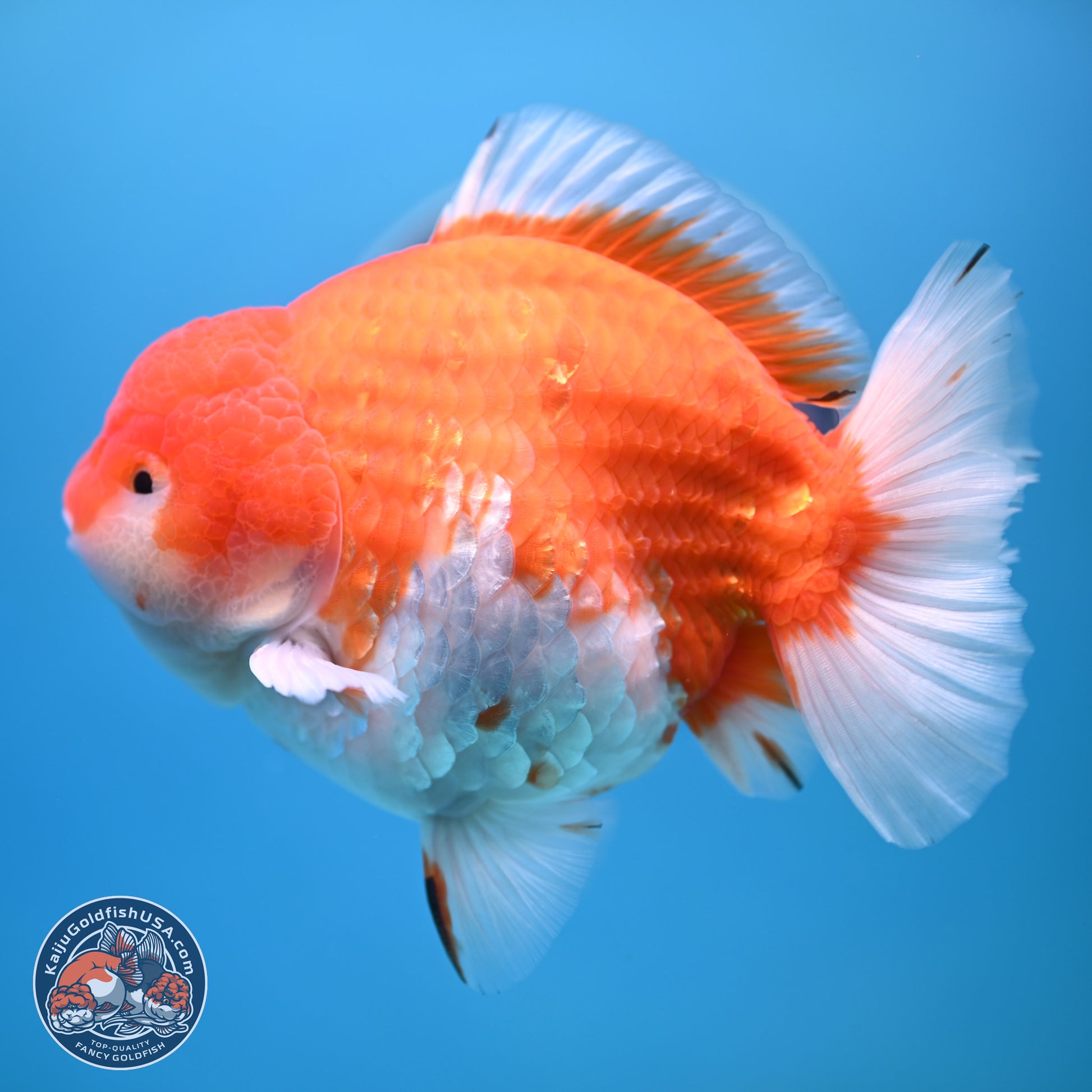 Jumbo Shogun Godzilla Sakura Oranda 6-7 inches (241004_OR20) - Kaiju Goldfish USA