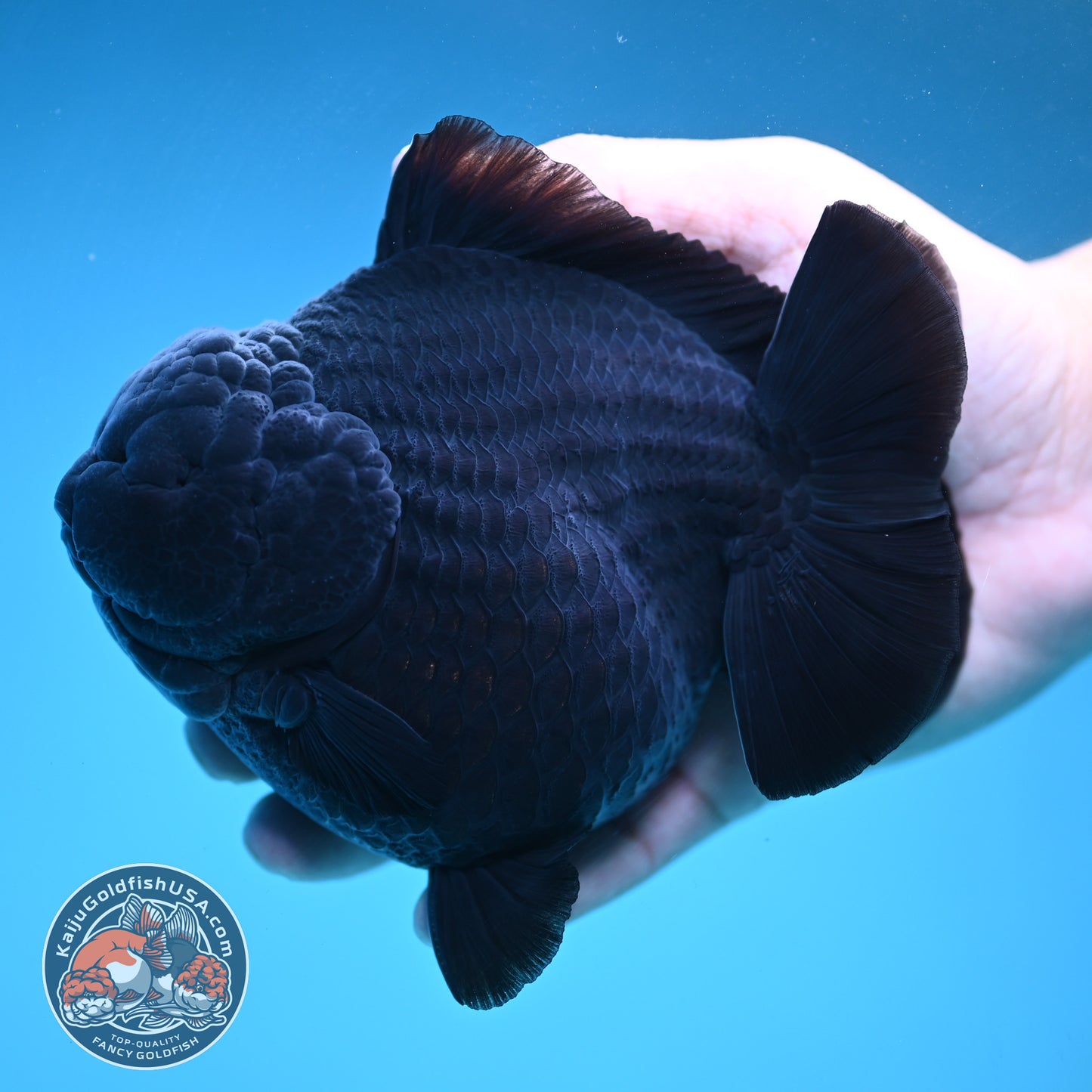 Show Grade Jumbo Shogun Godzilla Jet Black Oranda inch Body (250822_OR20)