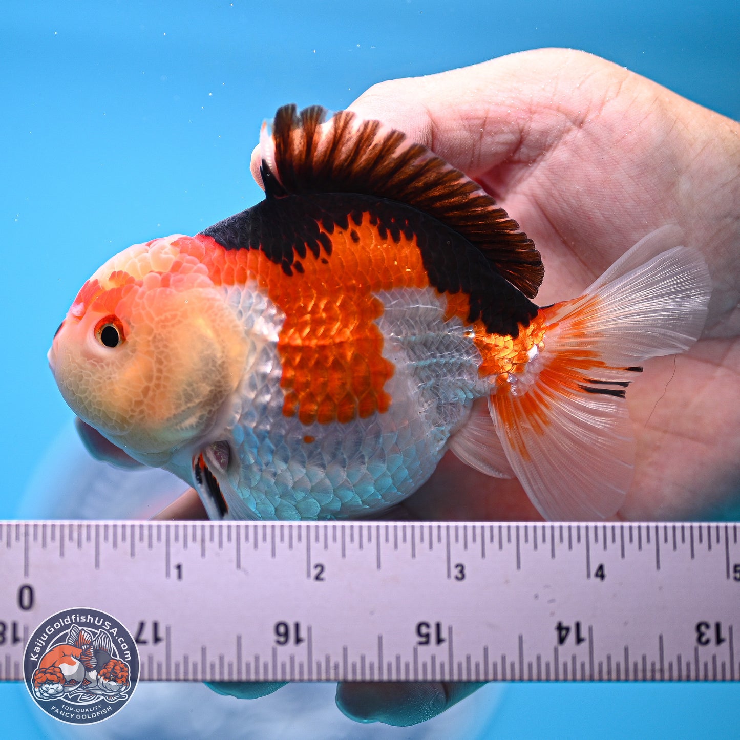 Tricolor Oranda 3.5-4.5 inches (240913_OR20) - Kaiju Goldfish USA