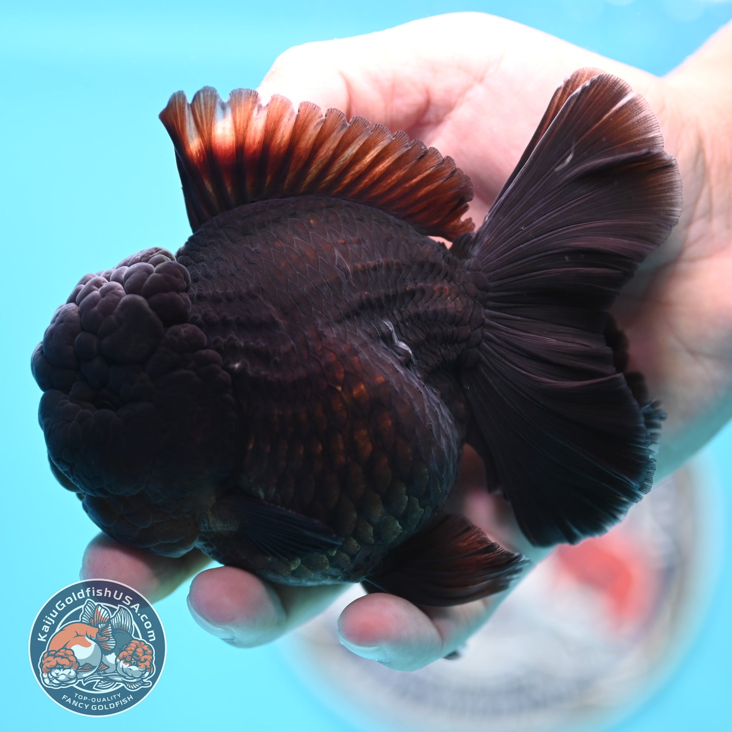 Jet Black Rose Tail Oranda 3.75 inches Body (250502_OR20)