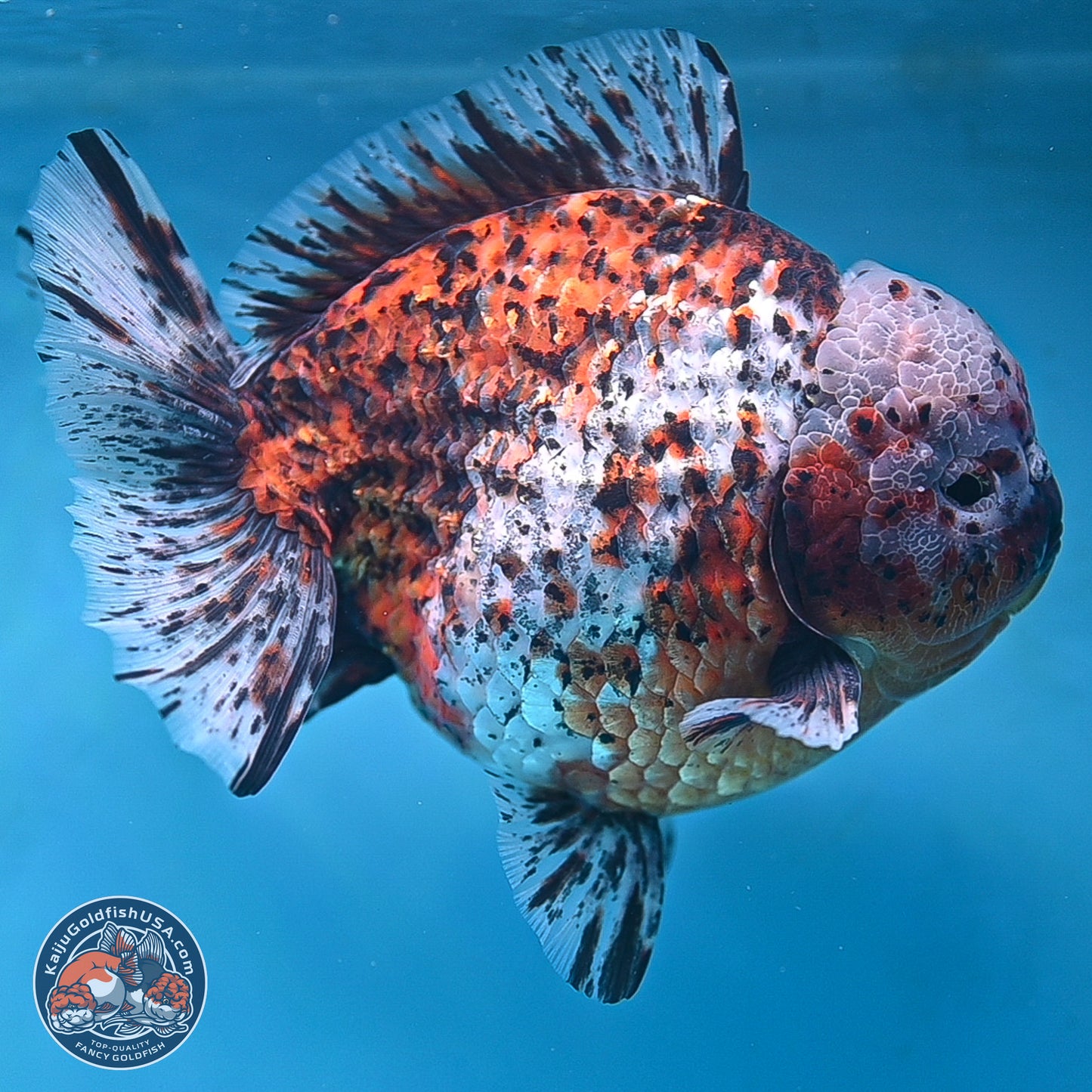 Super Jumbo Shogun Godzilla Oranda 7 inches - Male (241115_OR20) - Kaiju Goldfish USA