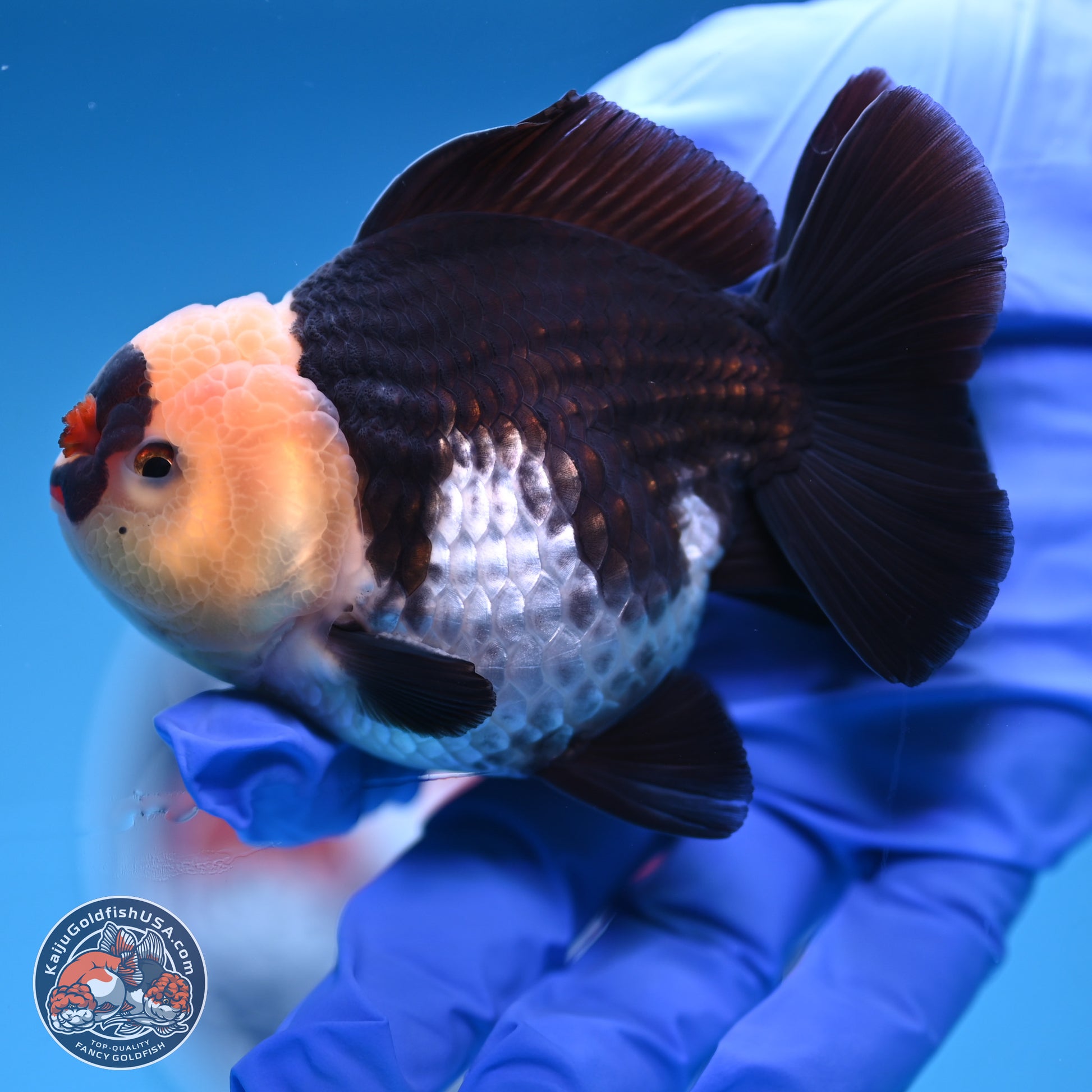 Tricolor YuanBao Oranda 3.5 inches Body - Male (241227_OR20) - Kaiju Goldfish USA