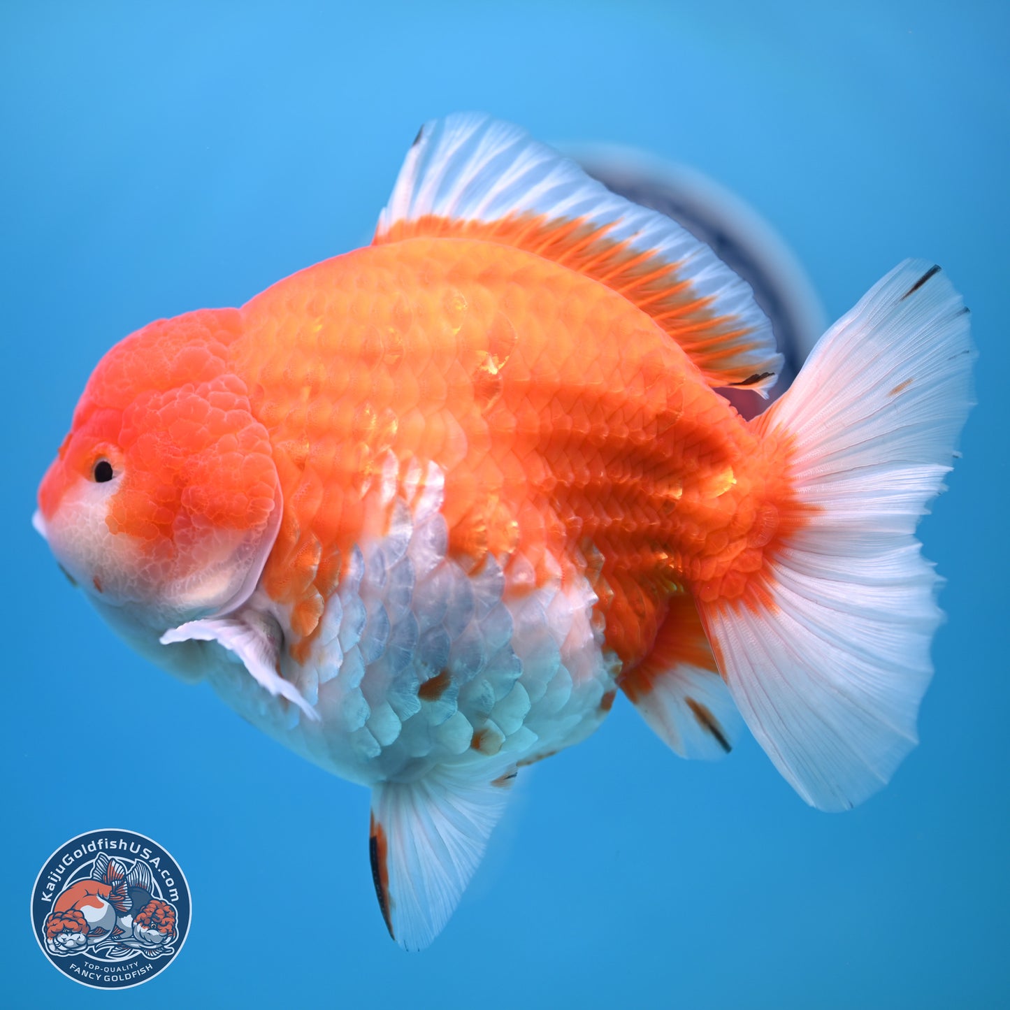 Jumbo Shogun Godzilla Sakura Oranda 6-7 inches (241004_OR20) - Kaiju Goldfish USA