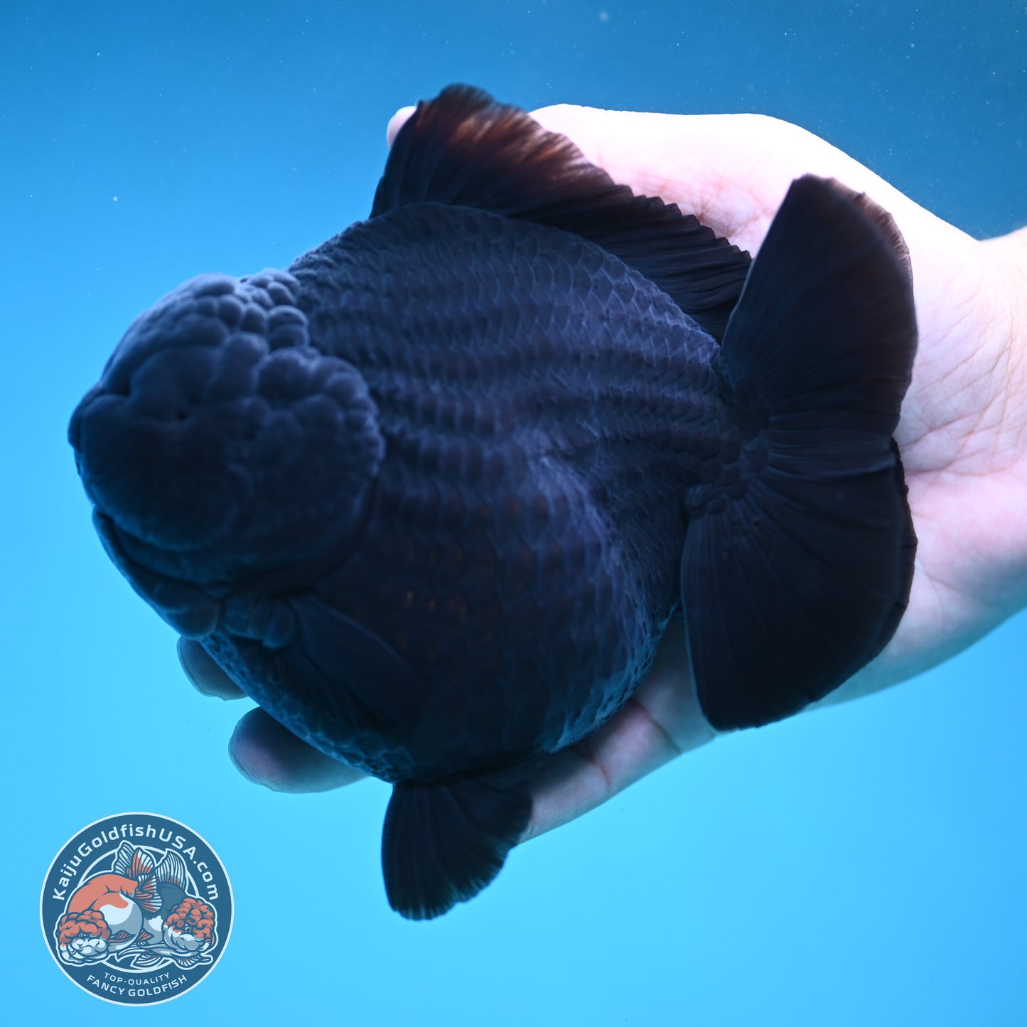 Show Grade Jumbo Shogun Godzilla Jet Black Oranda inch Body (250822_OR20)